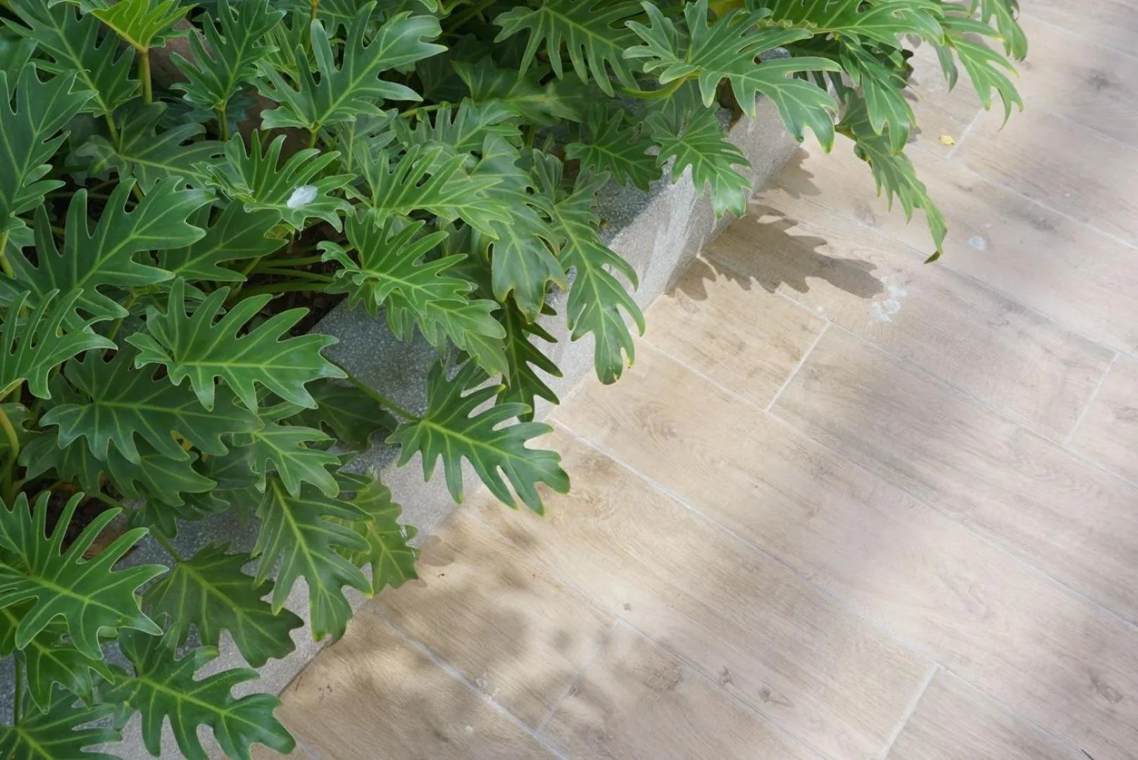 Garden in CHERN Bangkok