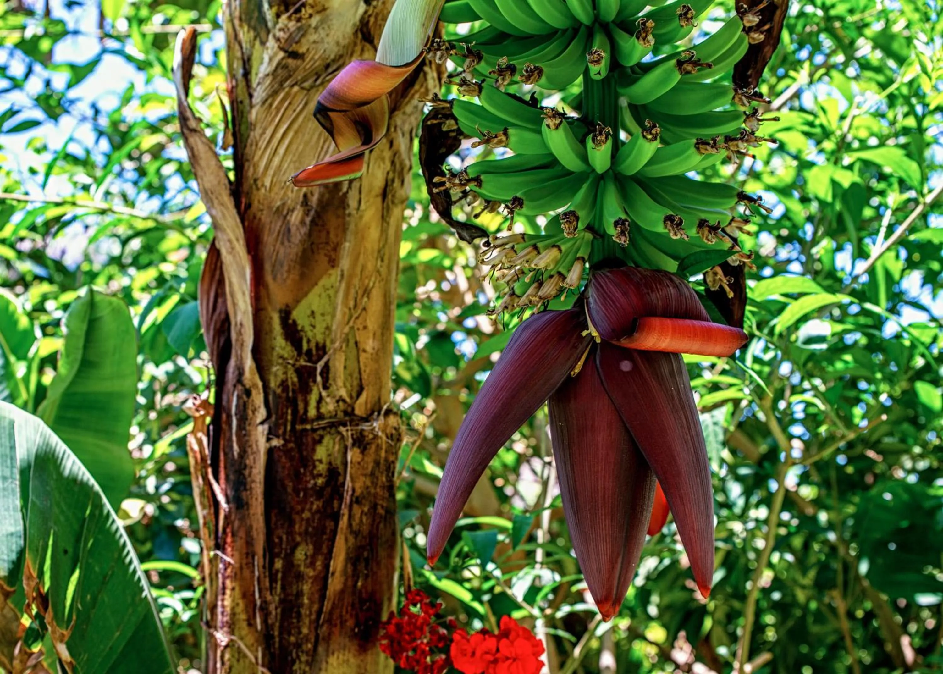 Garden in Hotel Emblemático San Marcos