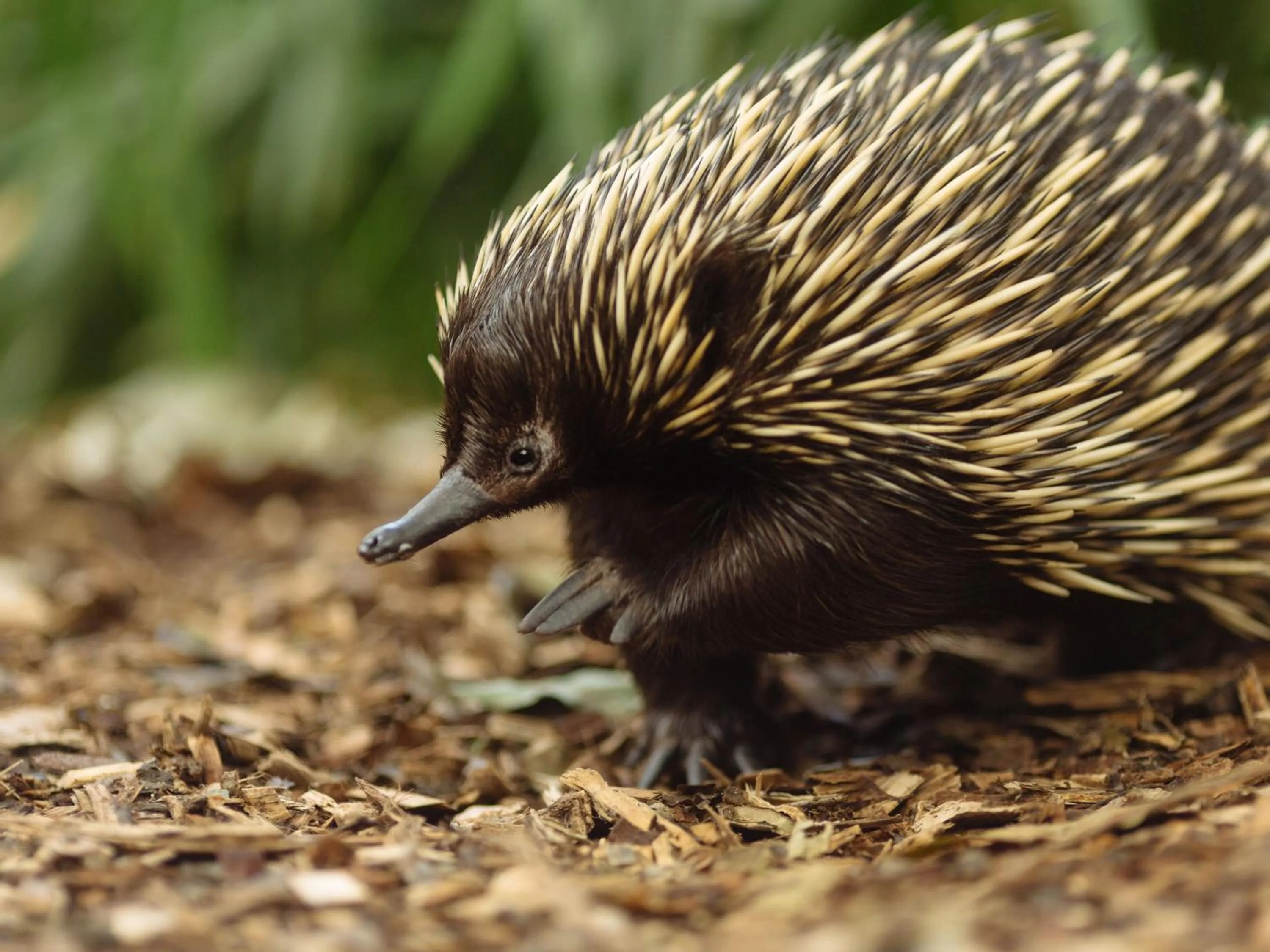 Activities in Wildlife Retreat at Taronga