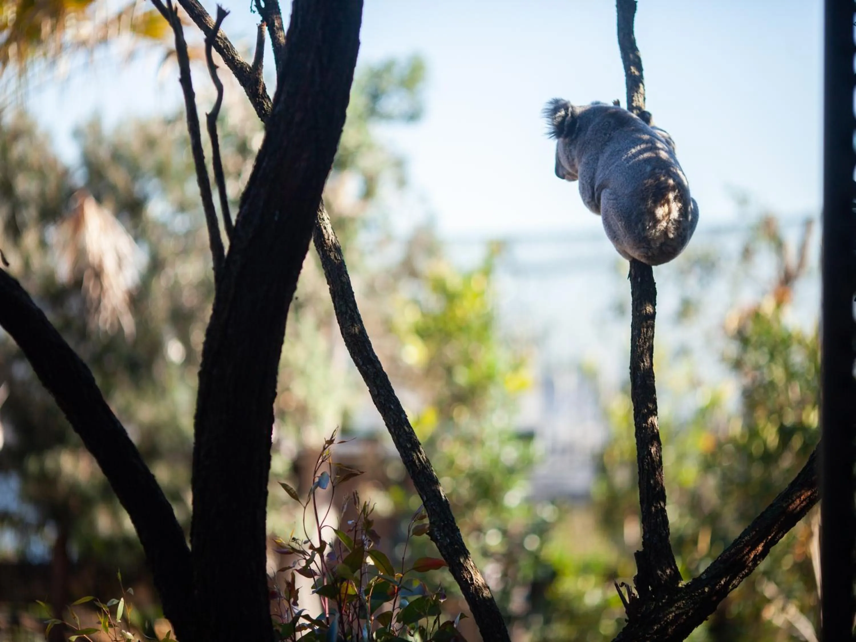 View (from property/room) in Wildlife Retreat at Taronga