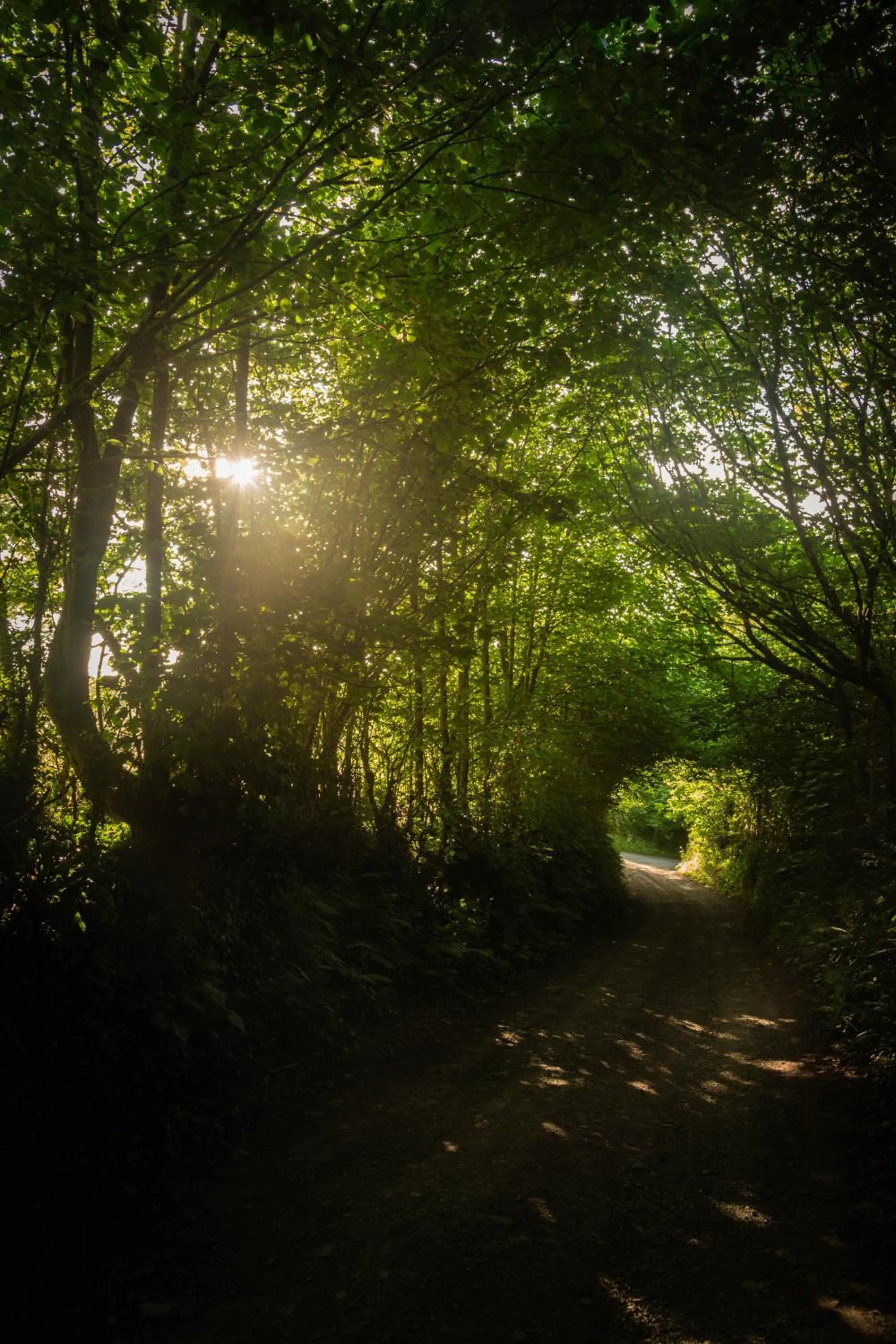 Natural landscape in Hollamoor Farm