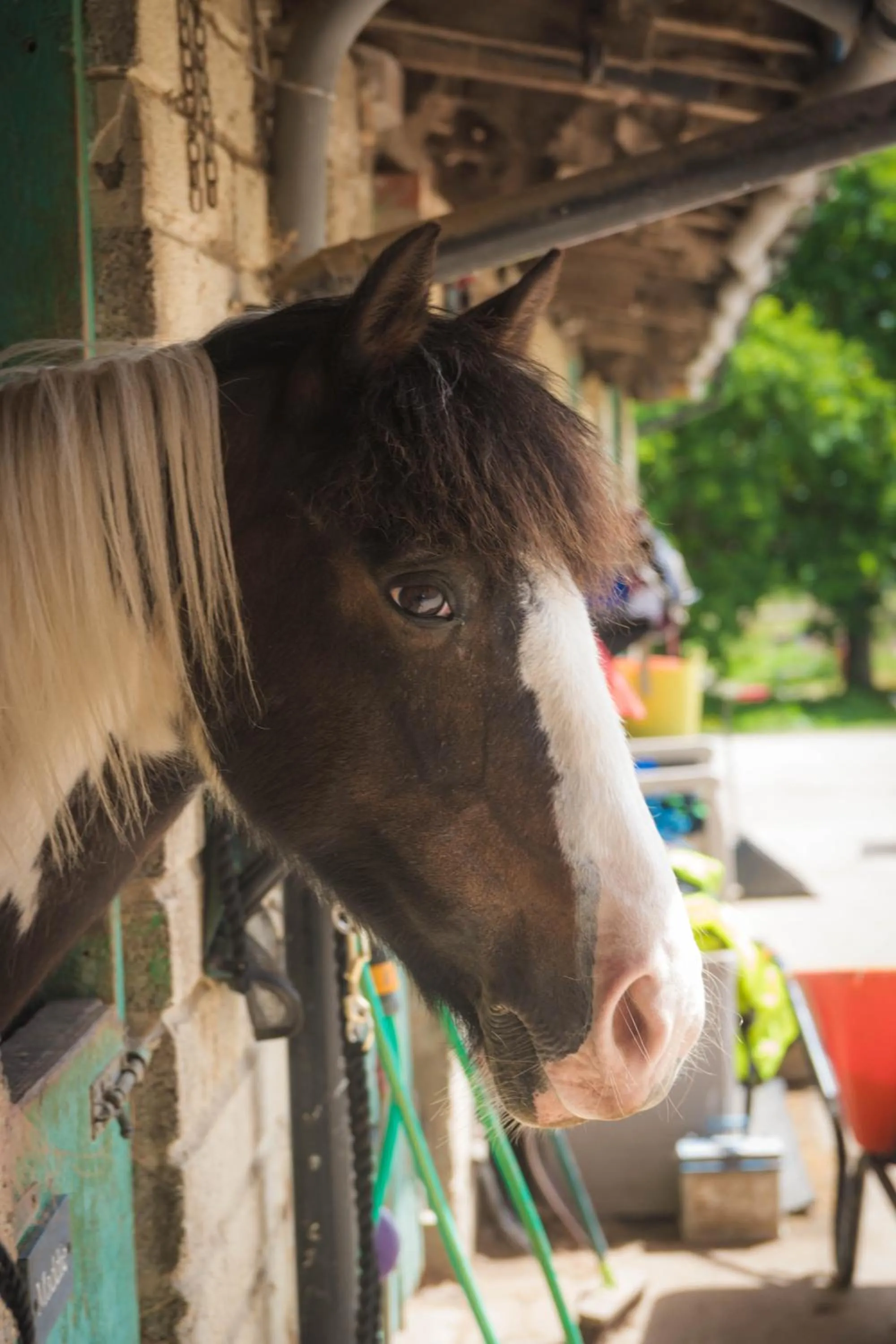 Pets in Hollamoor Farm