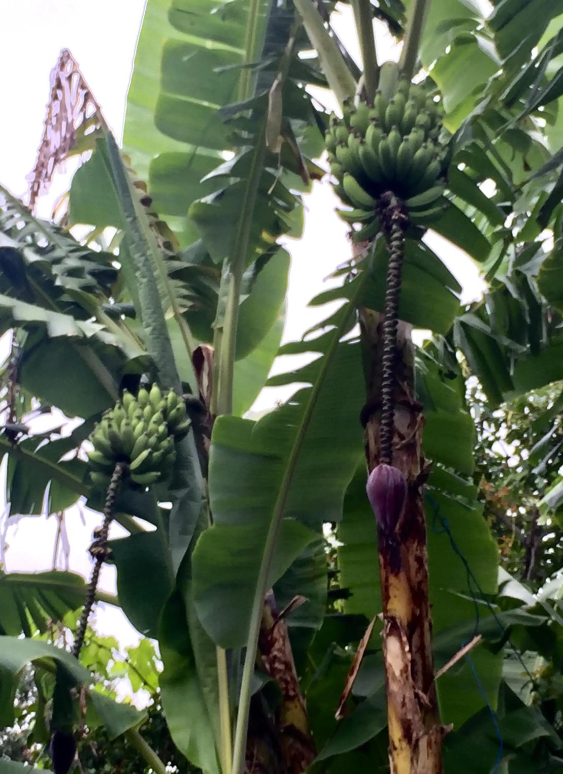 Garden in Vitorina Corte Guesthouse