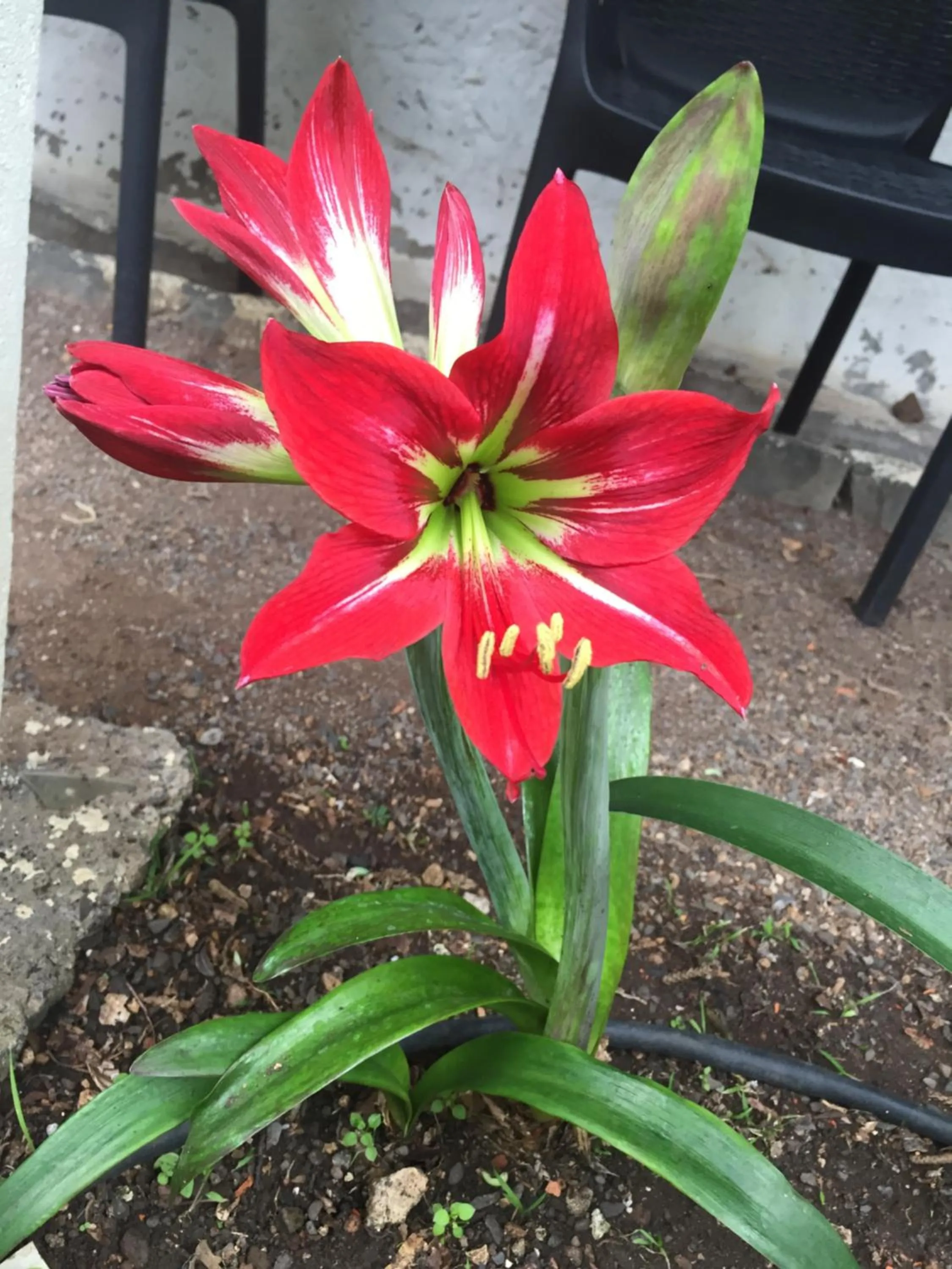 Garden in Vitorina Corte Guesthouse