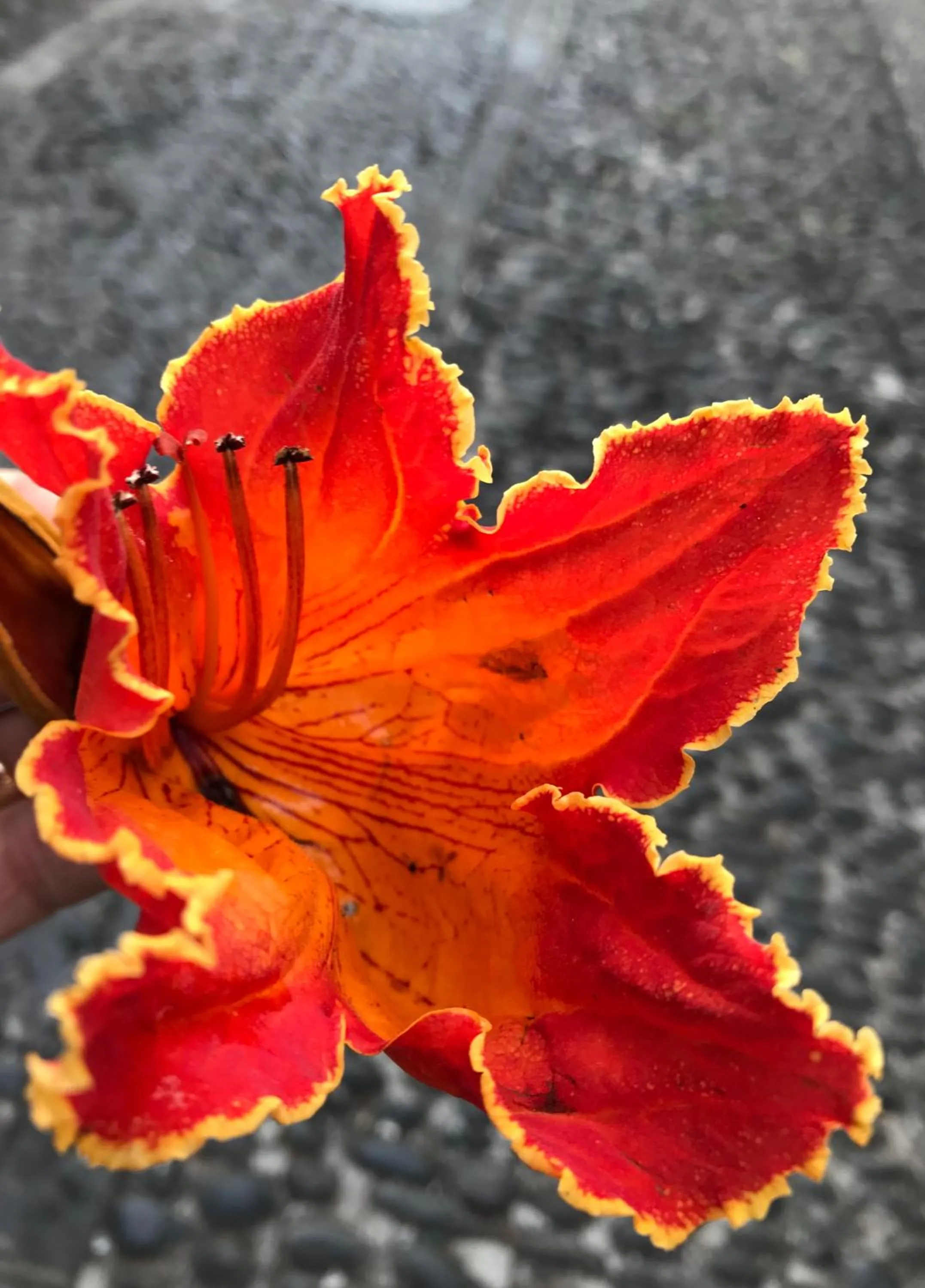 Vitorina Corte Guesthouse