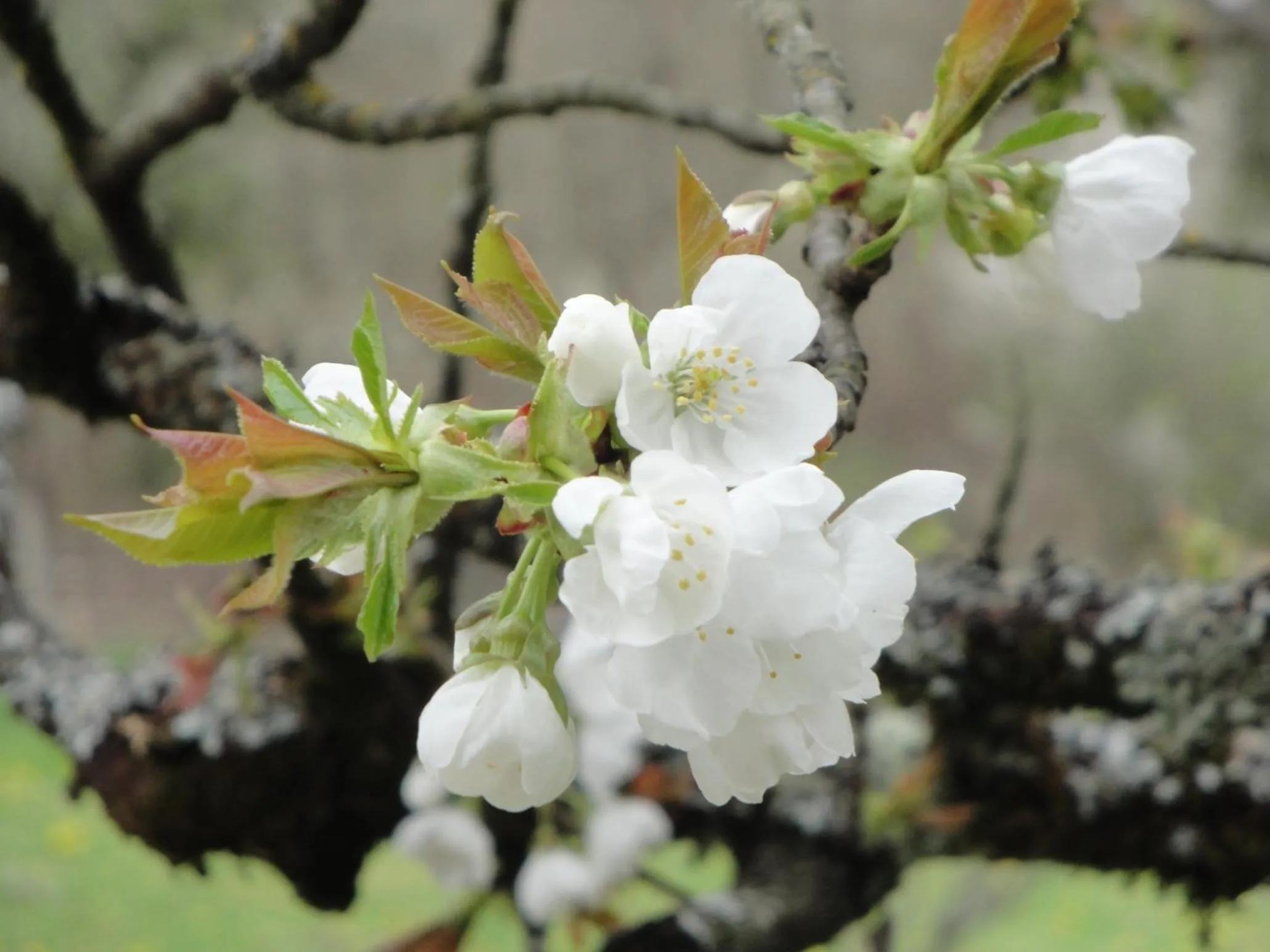Spring in La Maison du Chevalier - Chambres et tables d'hôtes - adults only