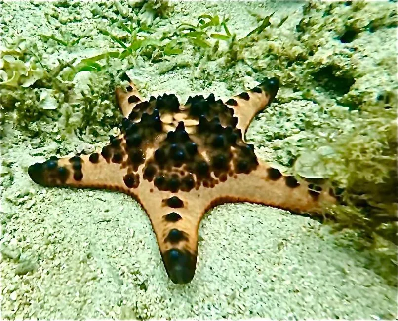 Sea view in Alibaba Bungalows