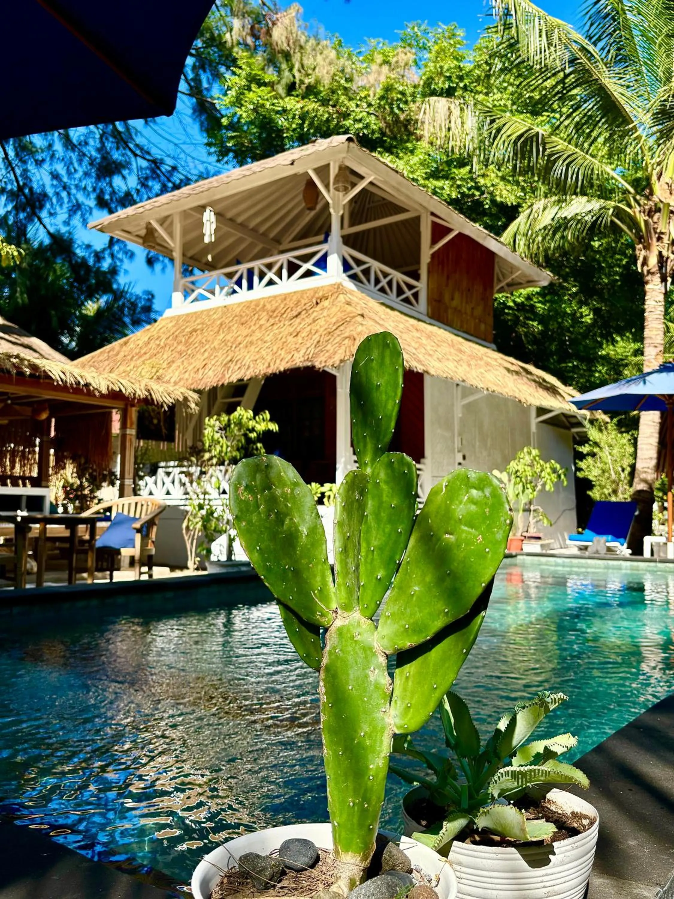 Swimming pool in Alibaba Bungalows