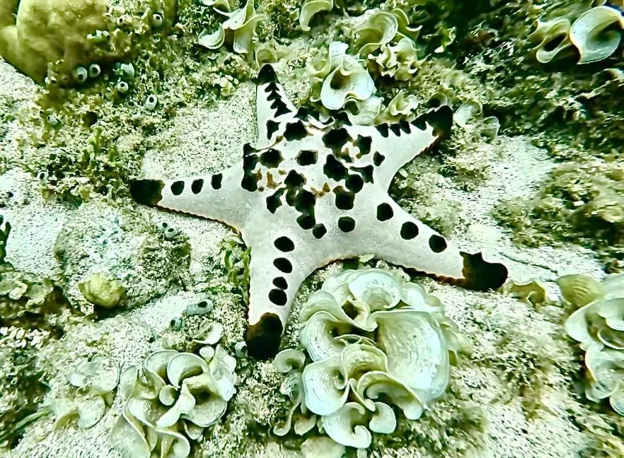 Sea view in Alibaba Bungalows