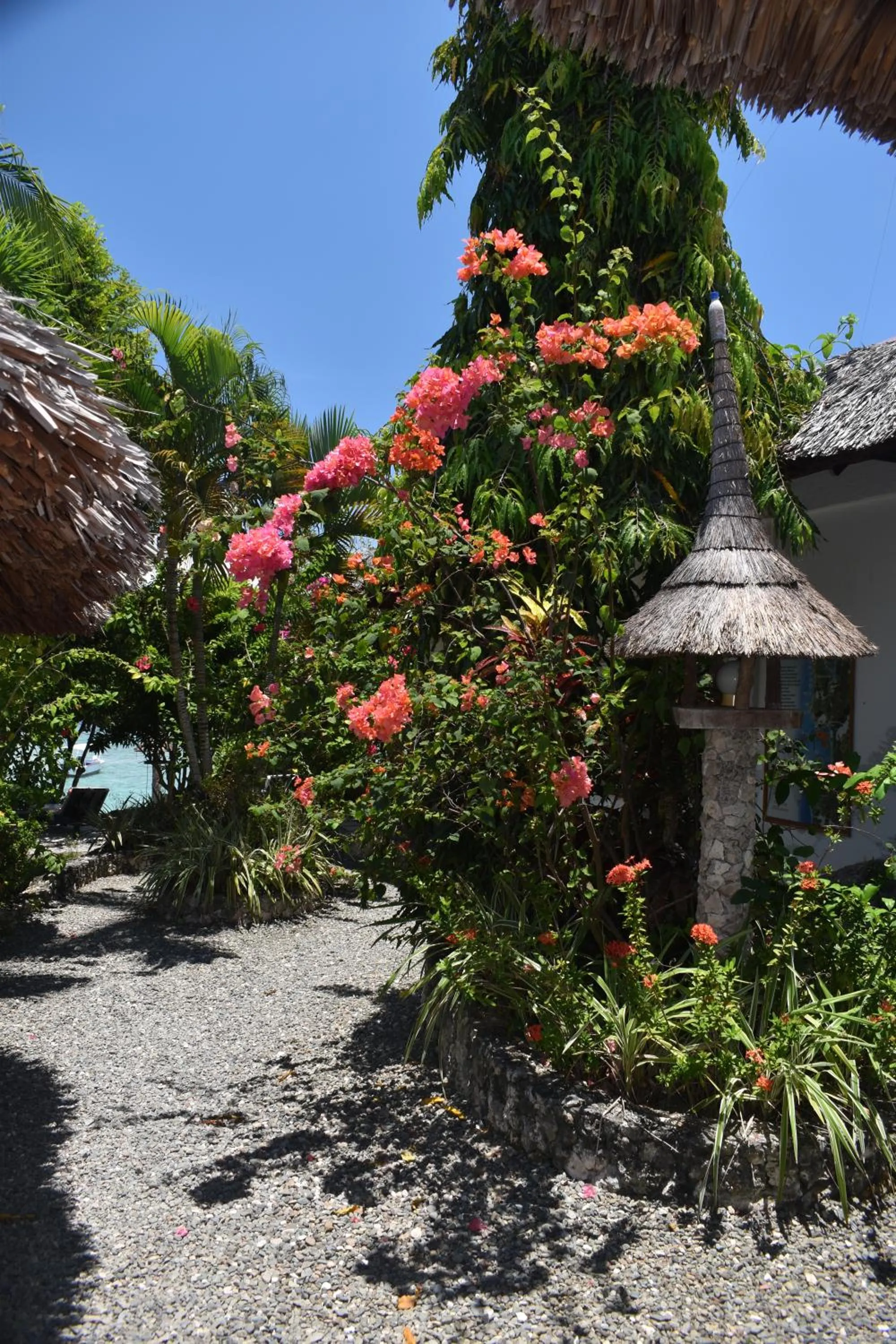Garden in Dolphin House Resort Moalboal