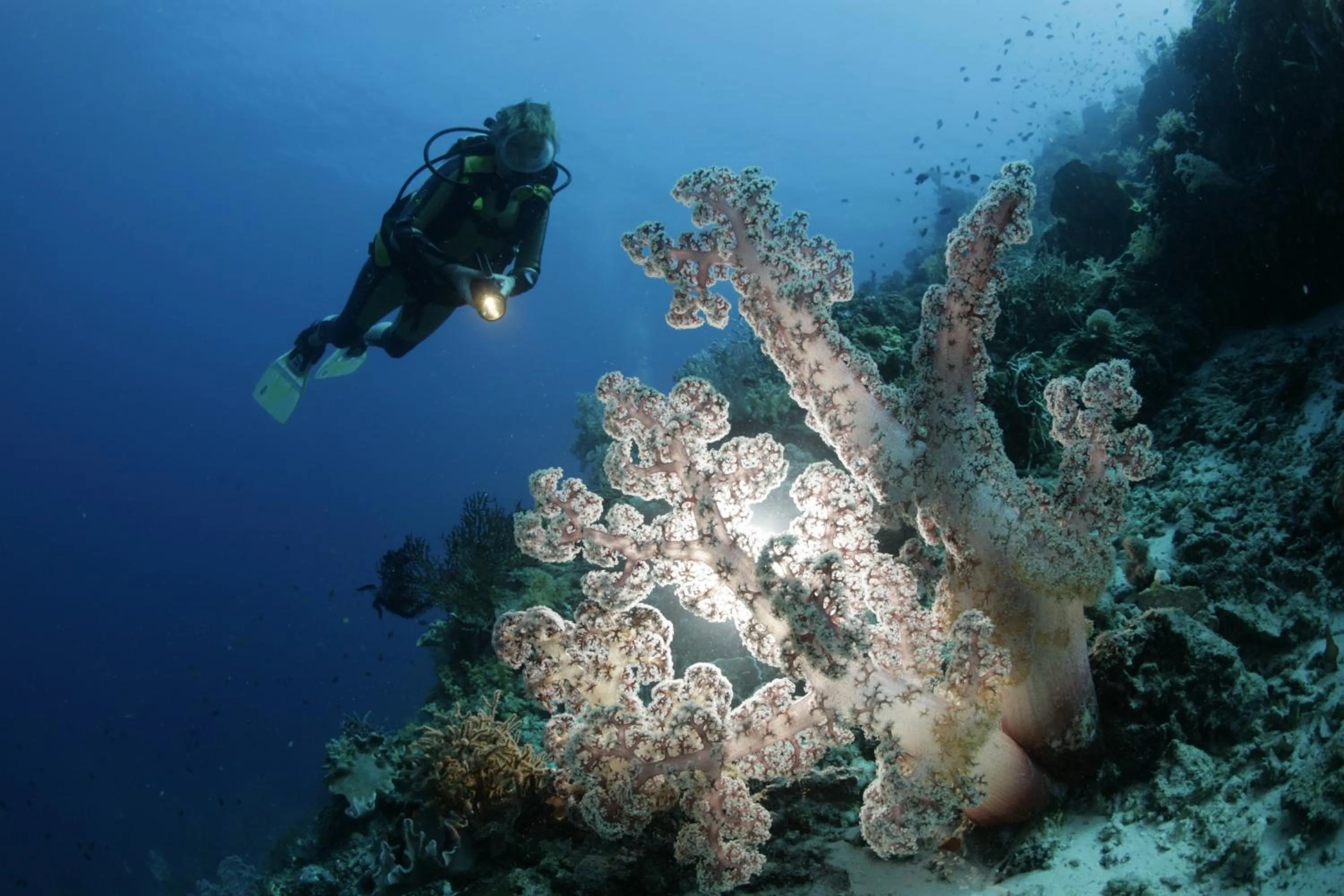 Diving in Dolphin House Resort Moalboal