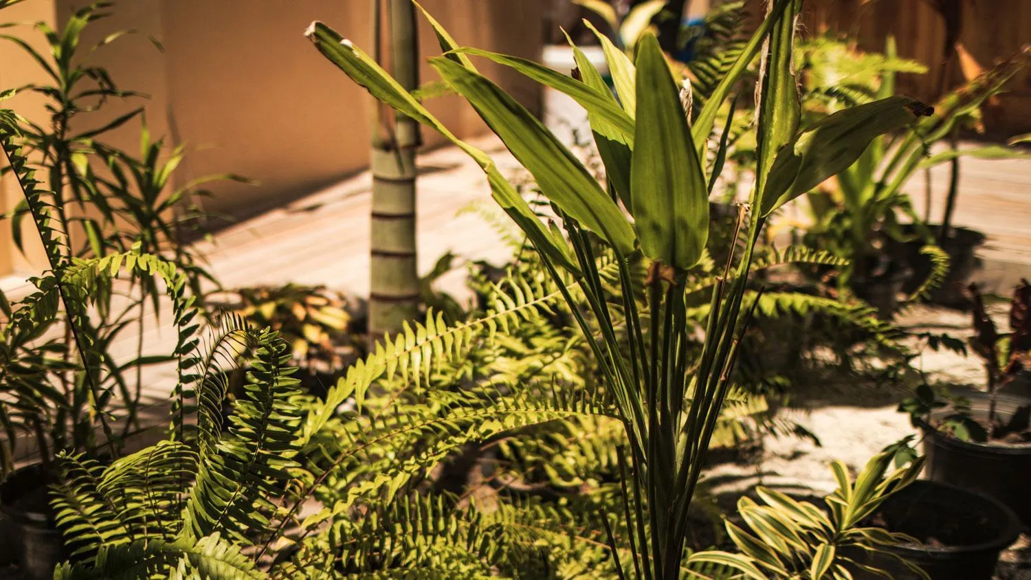 Endheri Sunset Dhangethi