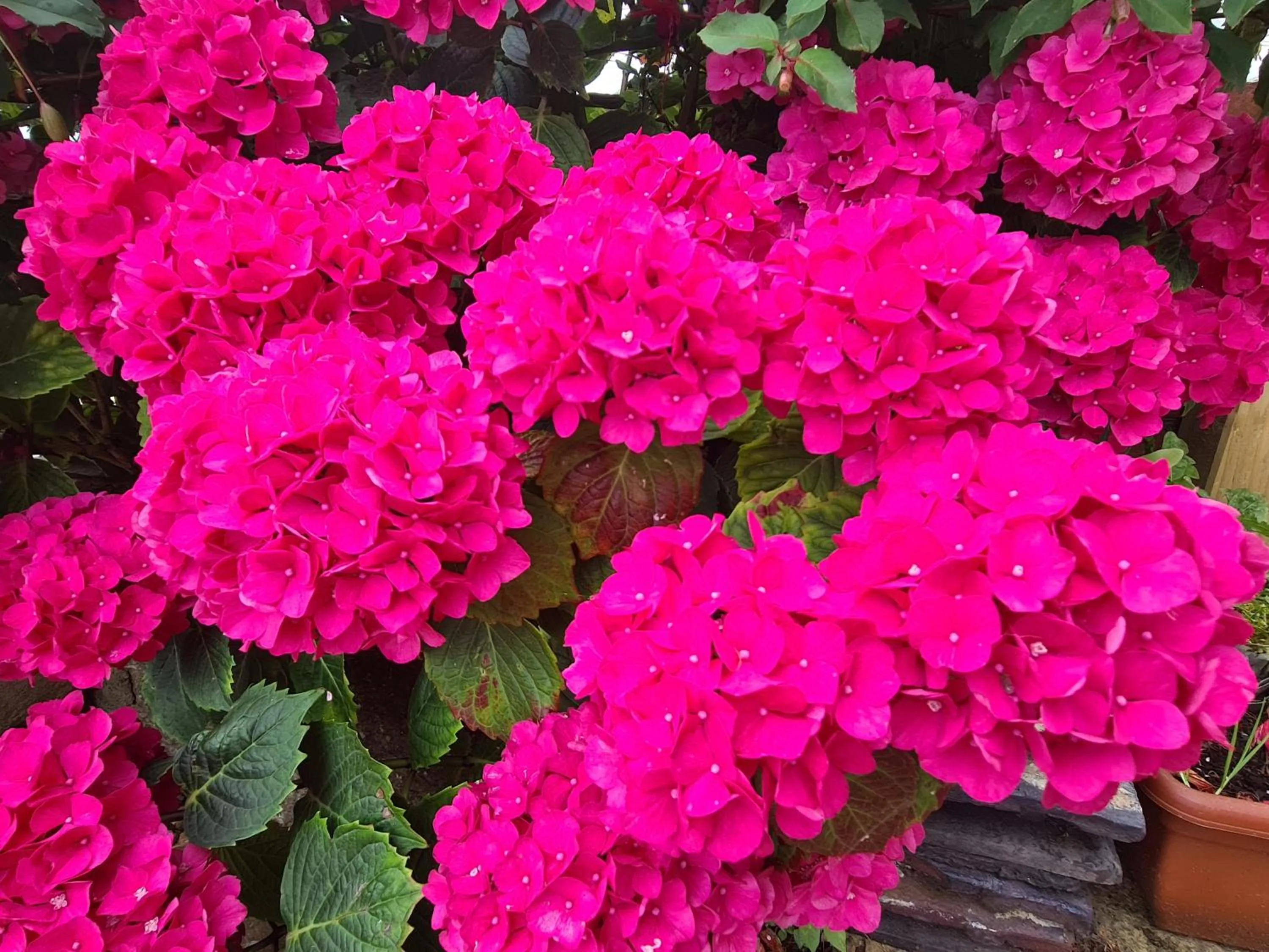 Garden in The Skegness Hotel