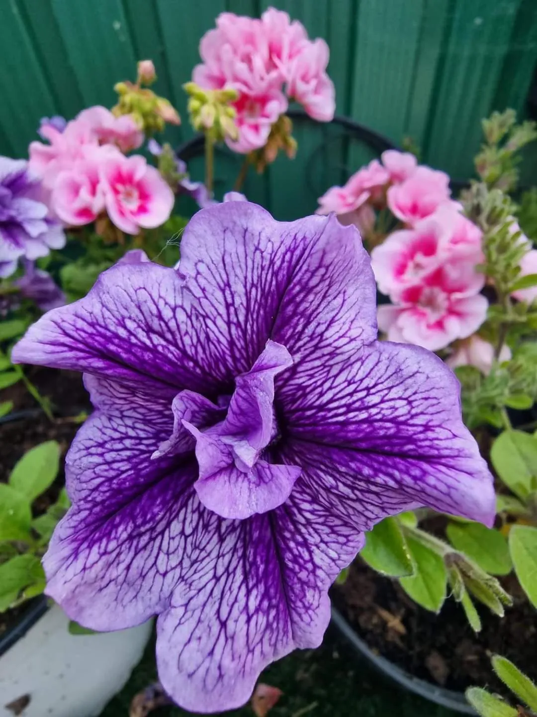 Garden in The Skegness Hotel