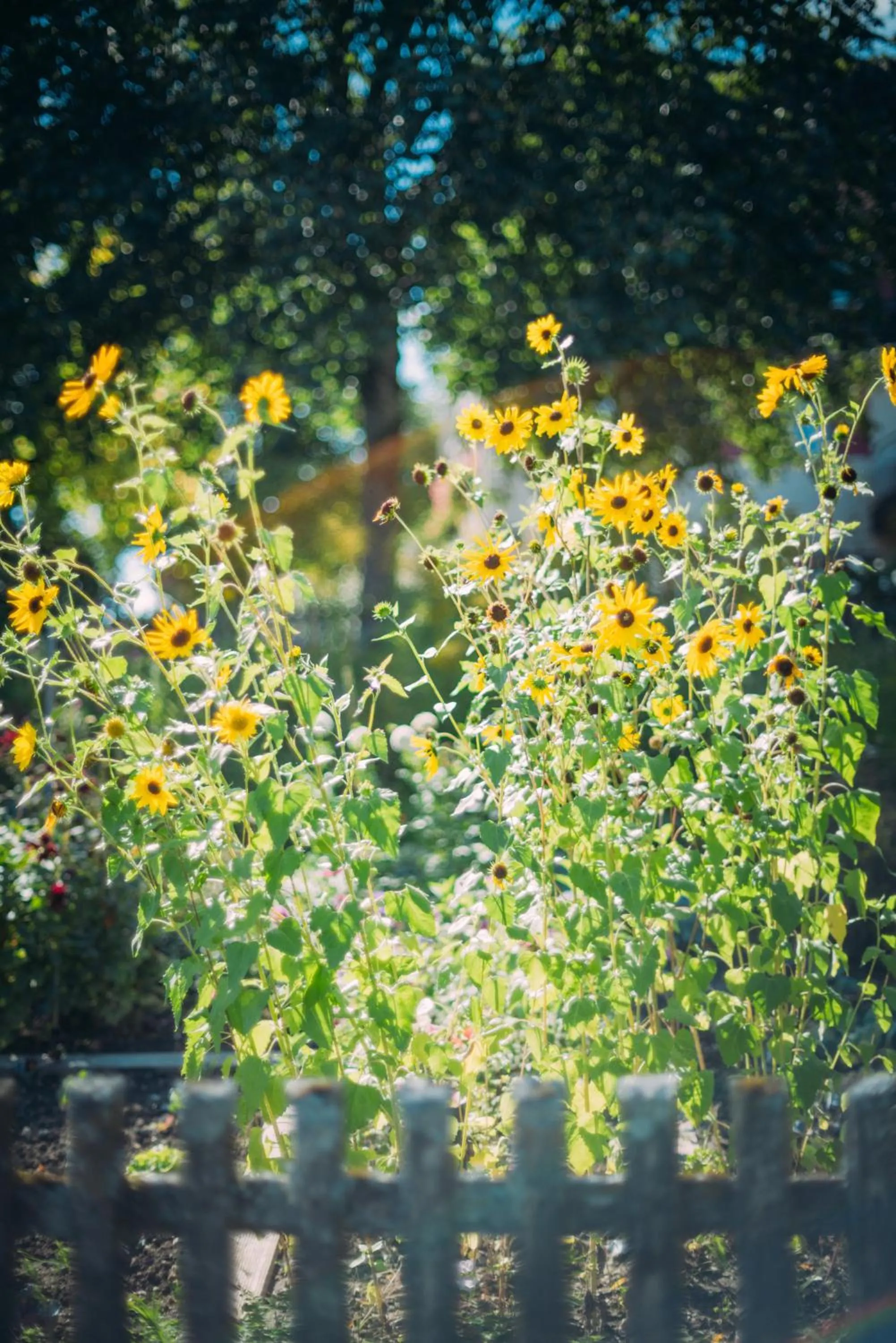 Garden in Landgasthof Keller