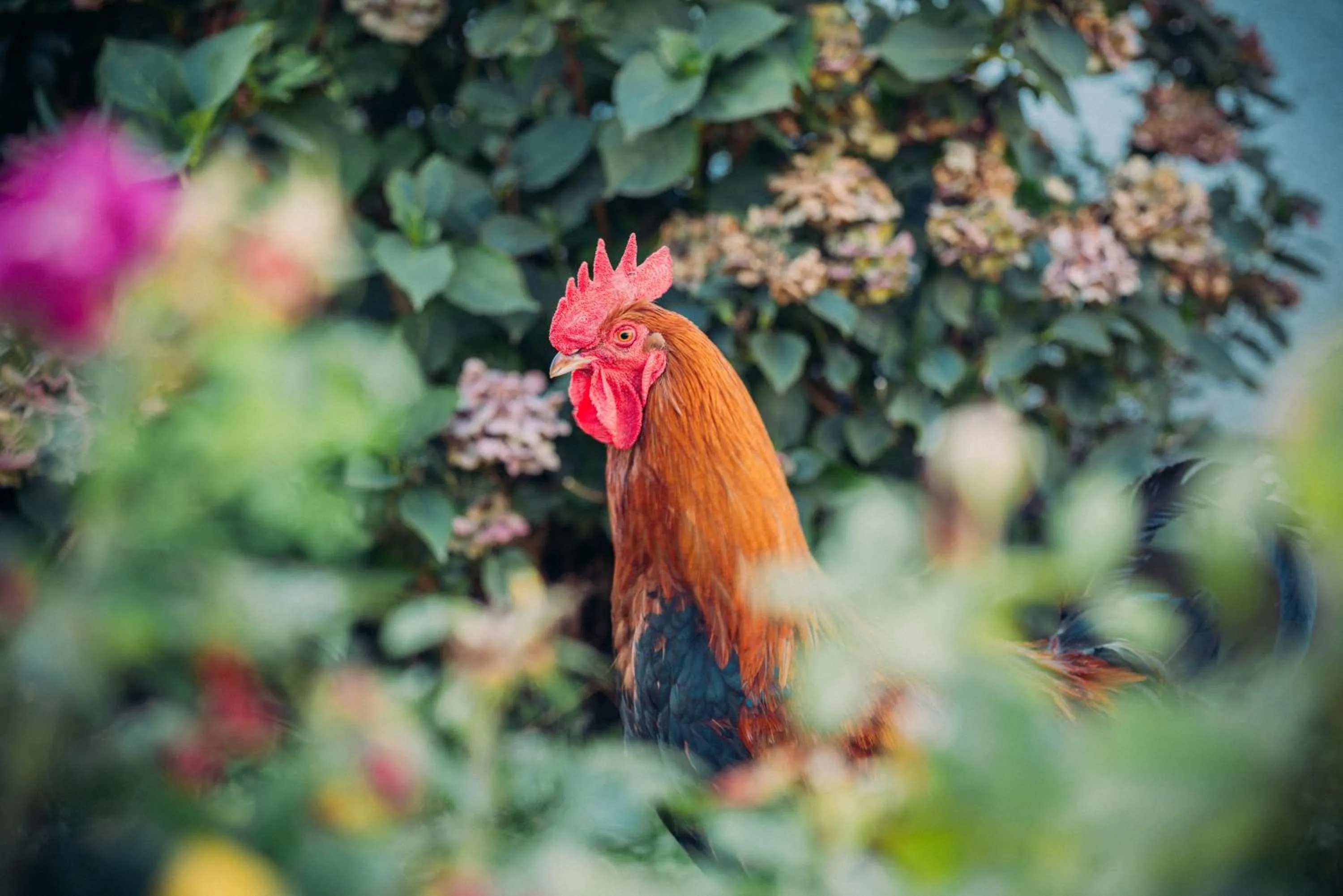 Animals in Landgasthof Keller