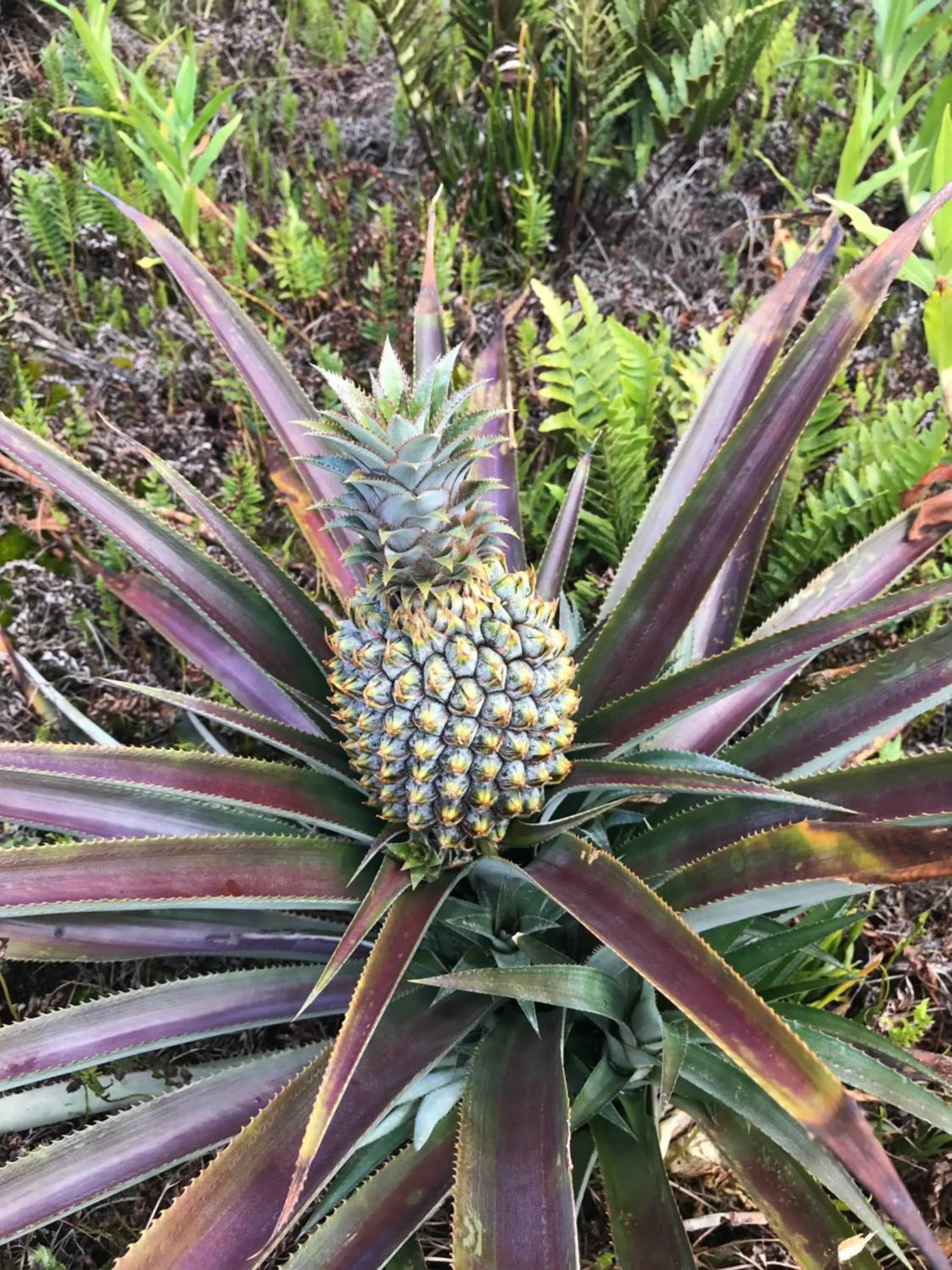 Off site in Inaki Uhi Hotel