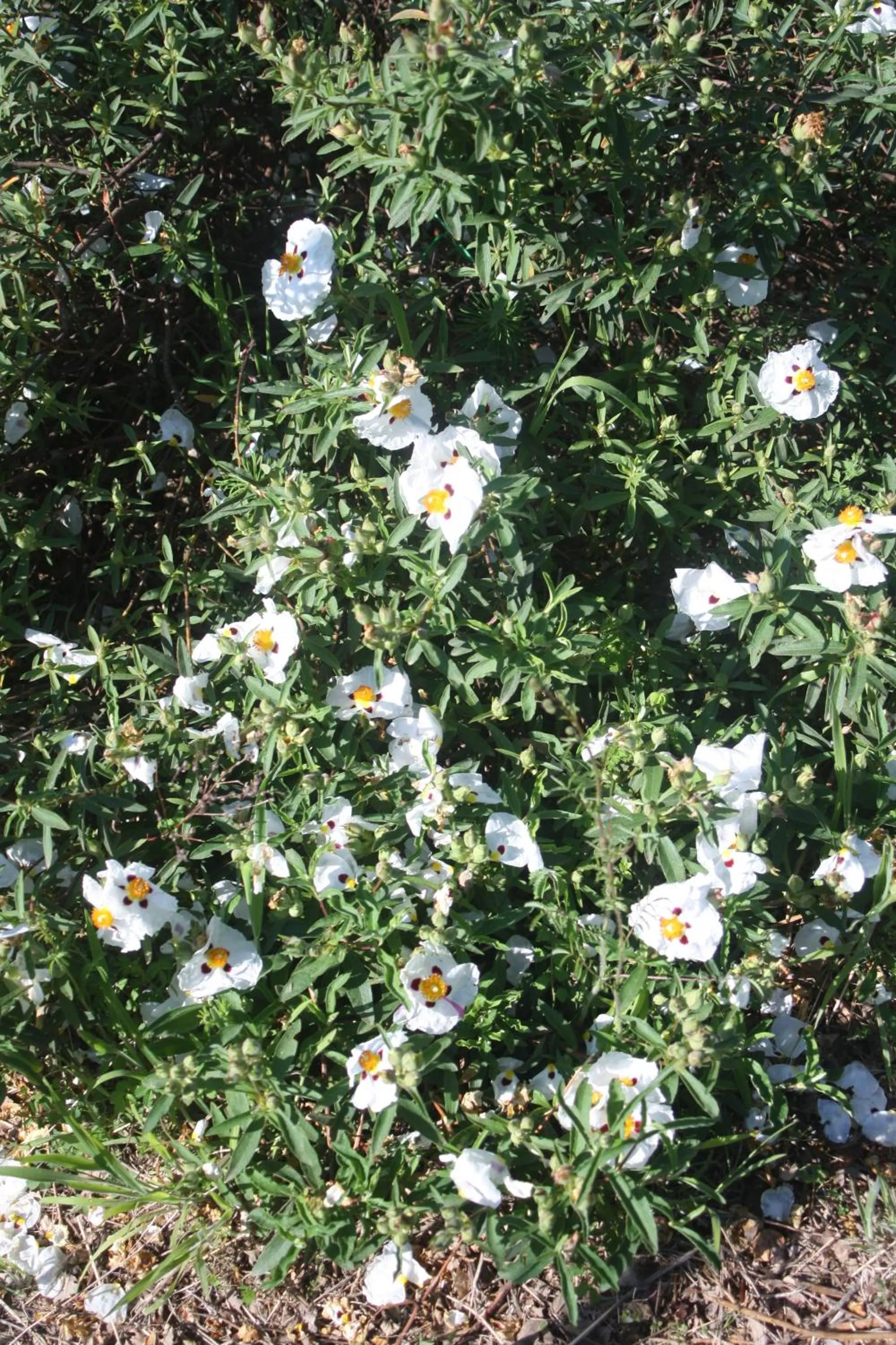 Garden view in PoggioBa