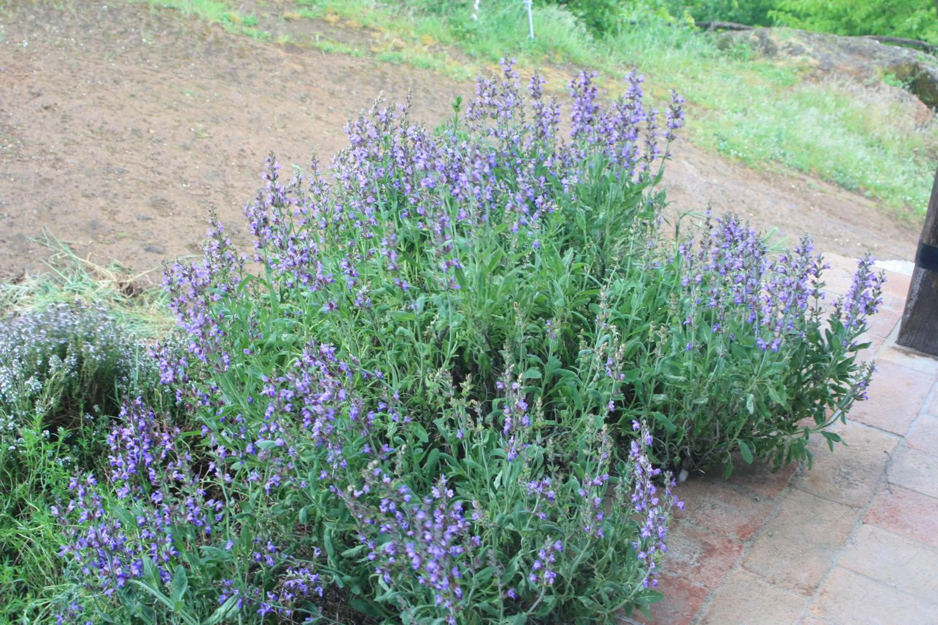 Garden view in PoggioBa