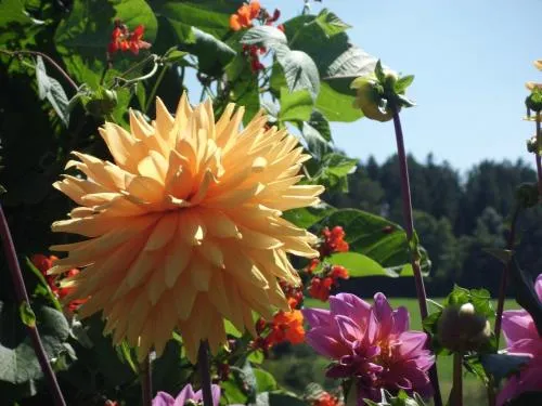 Landgasthaus Sonne