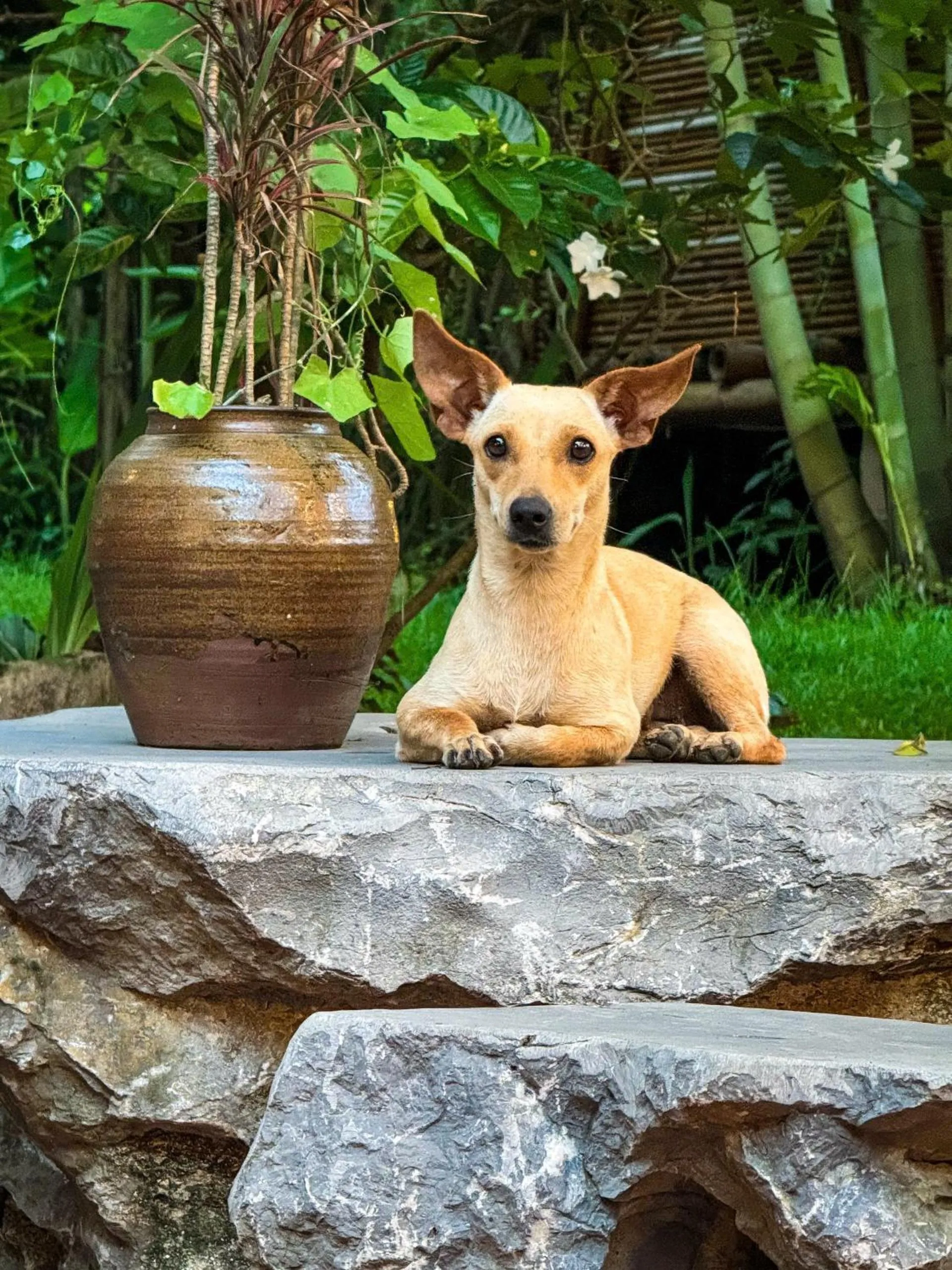 Trang An Lamia Bungalow