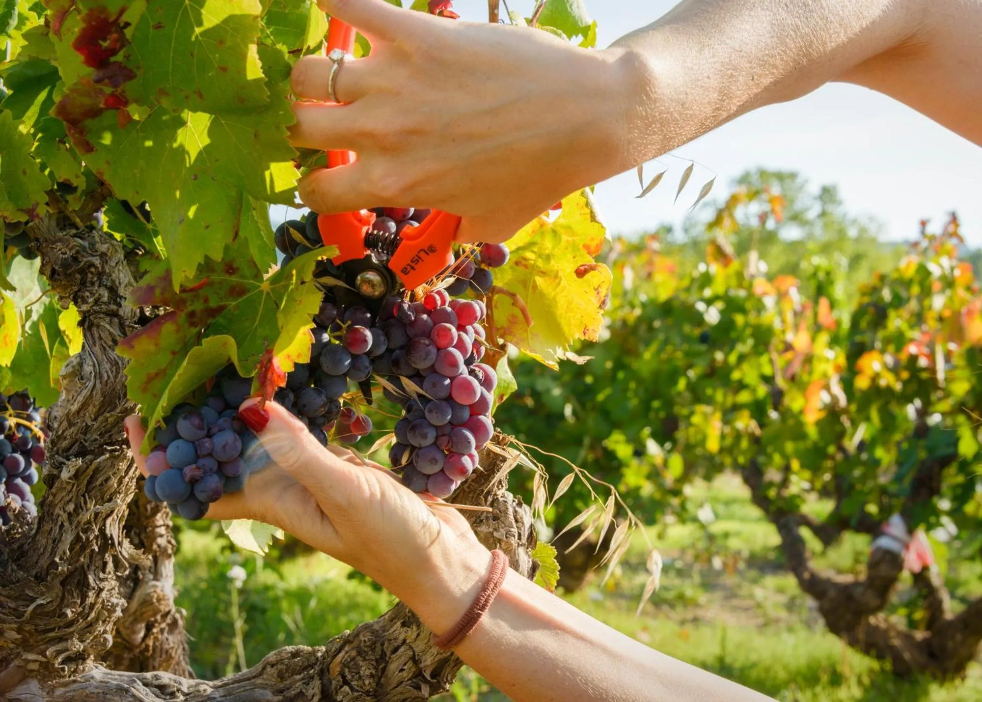 Activities in Torre del Marqués Hotel Spa & Winery - Small Luxury Hotels