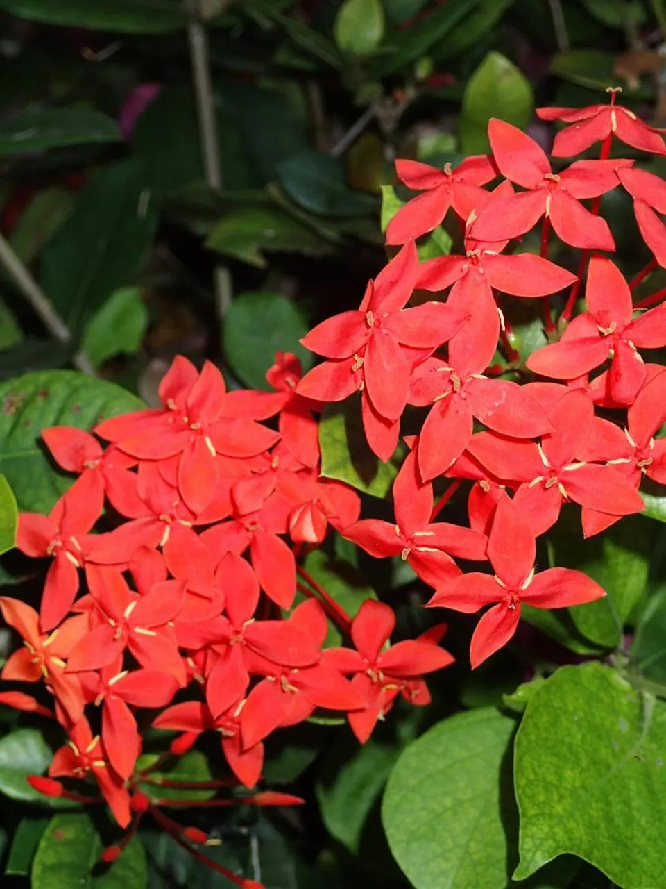 Garden in Margarita del Sol Hotel Costa Maya