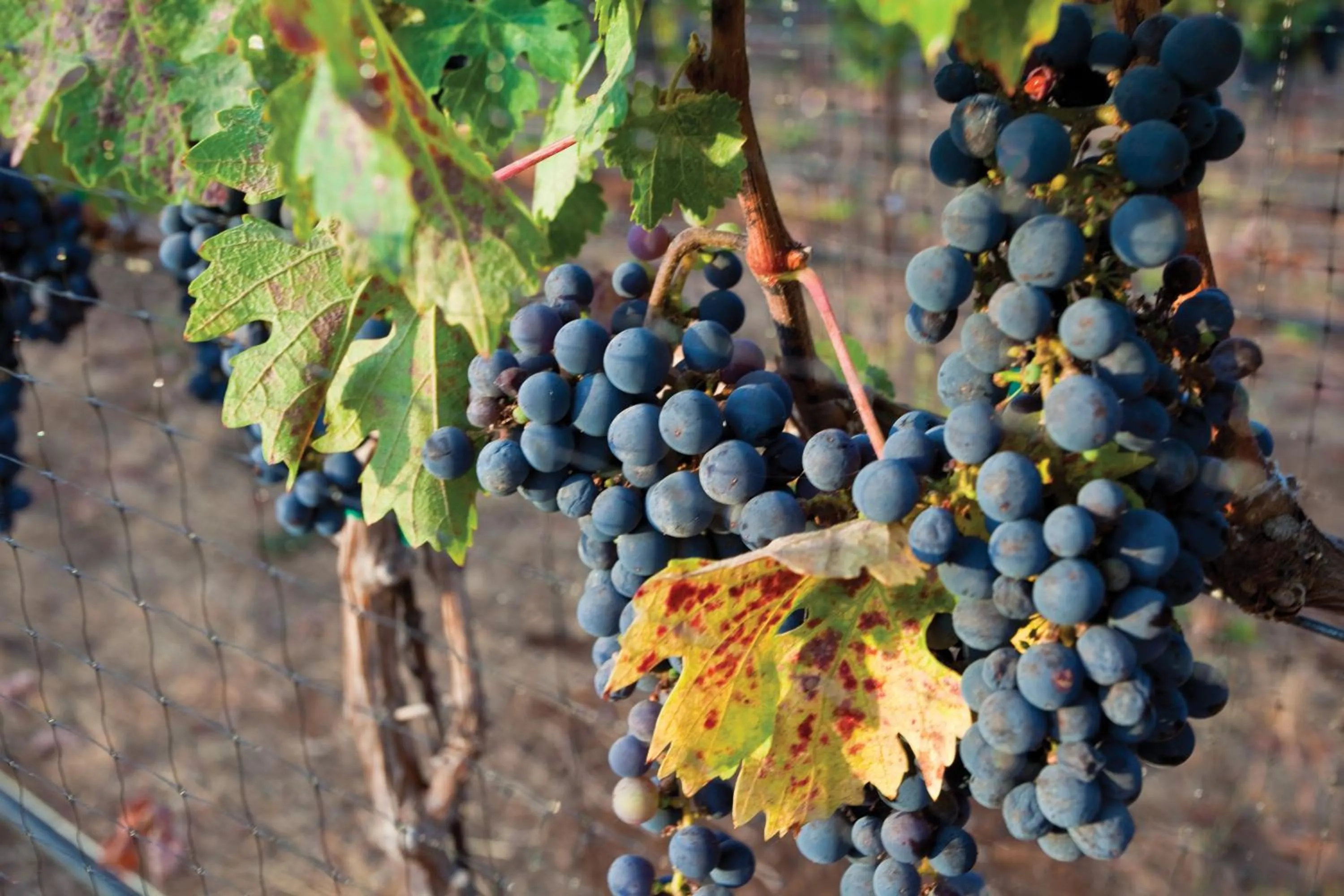 View (from property/room) in Vino Bello Resort