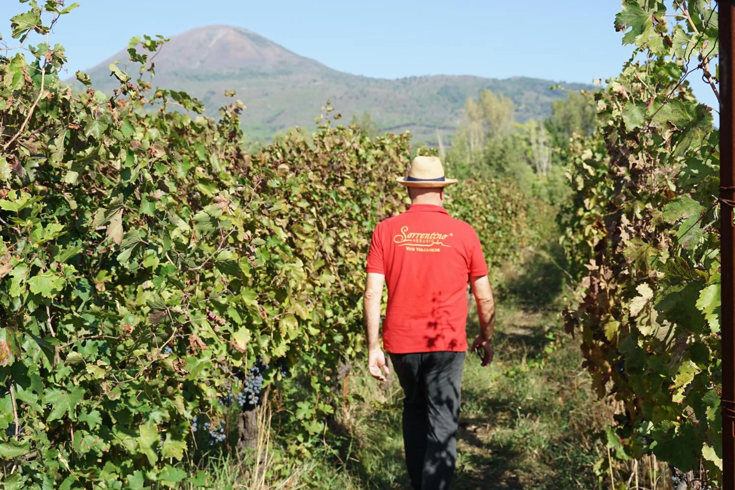 Restaurant/places to eat in Vesuvio Inn Bed & Wine Experience