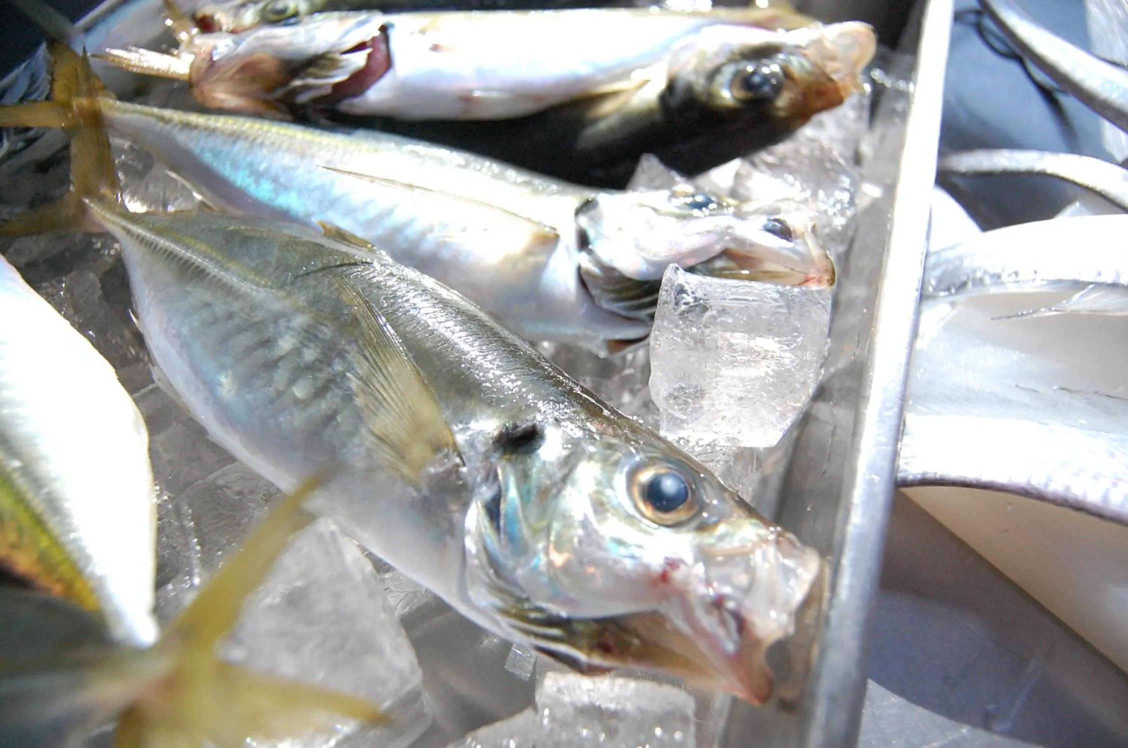 Seagrande Shimizu Station Hotel