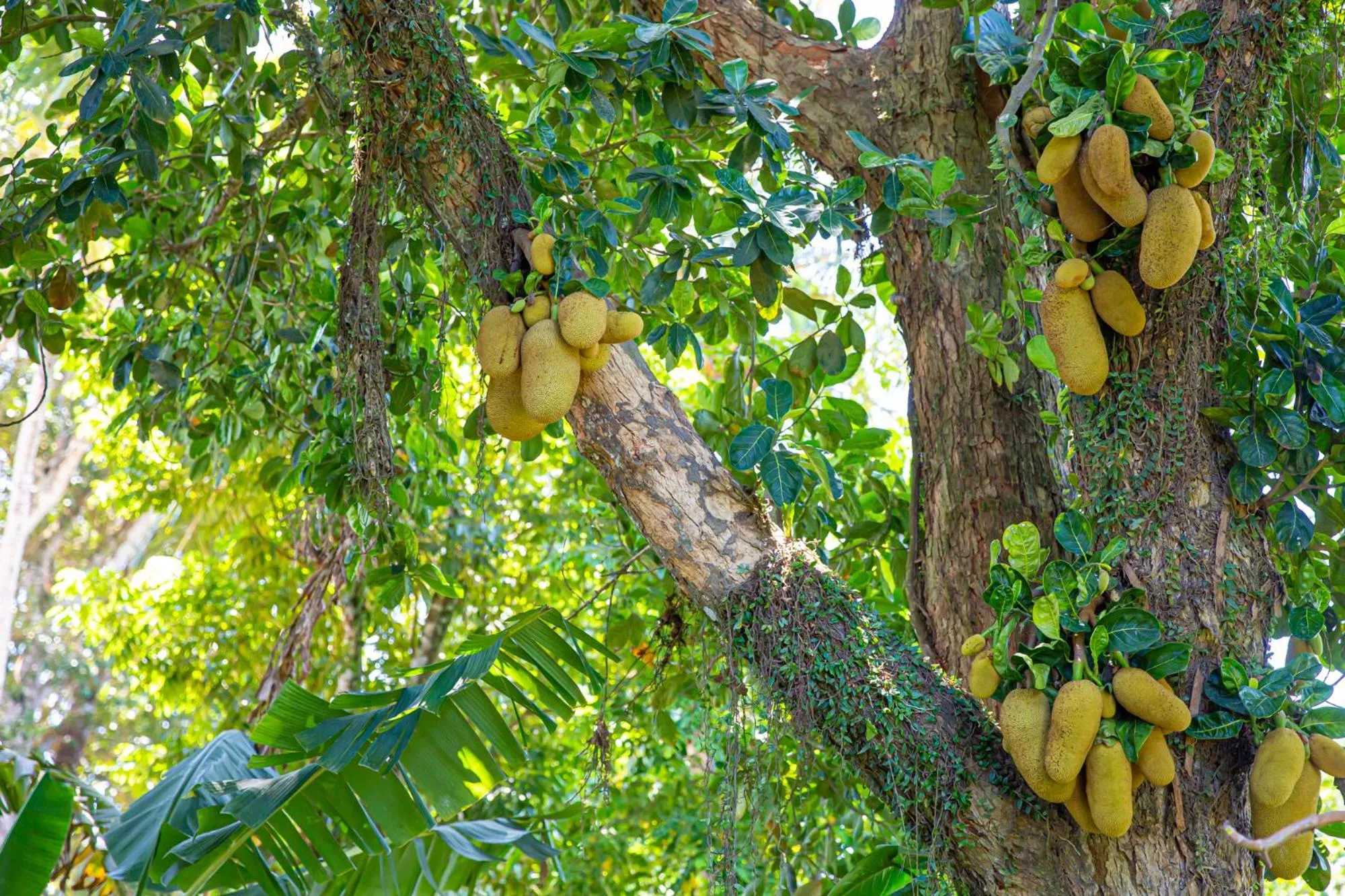 Casa Rabanete Trancoso