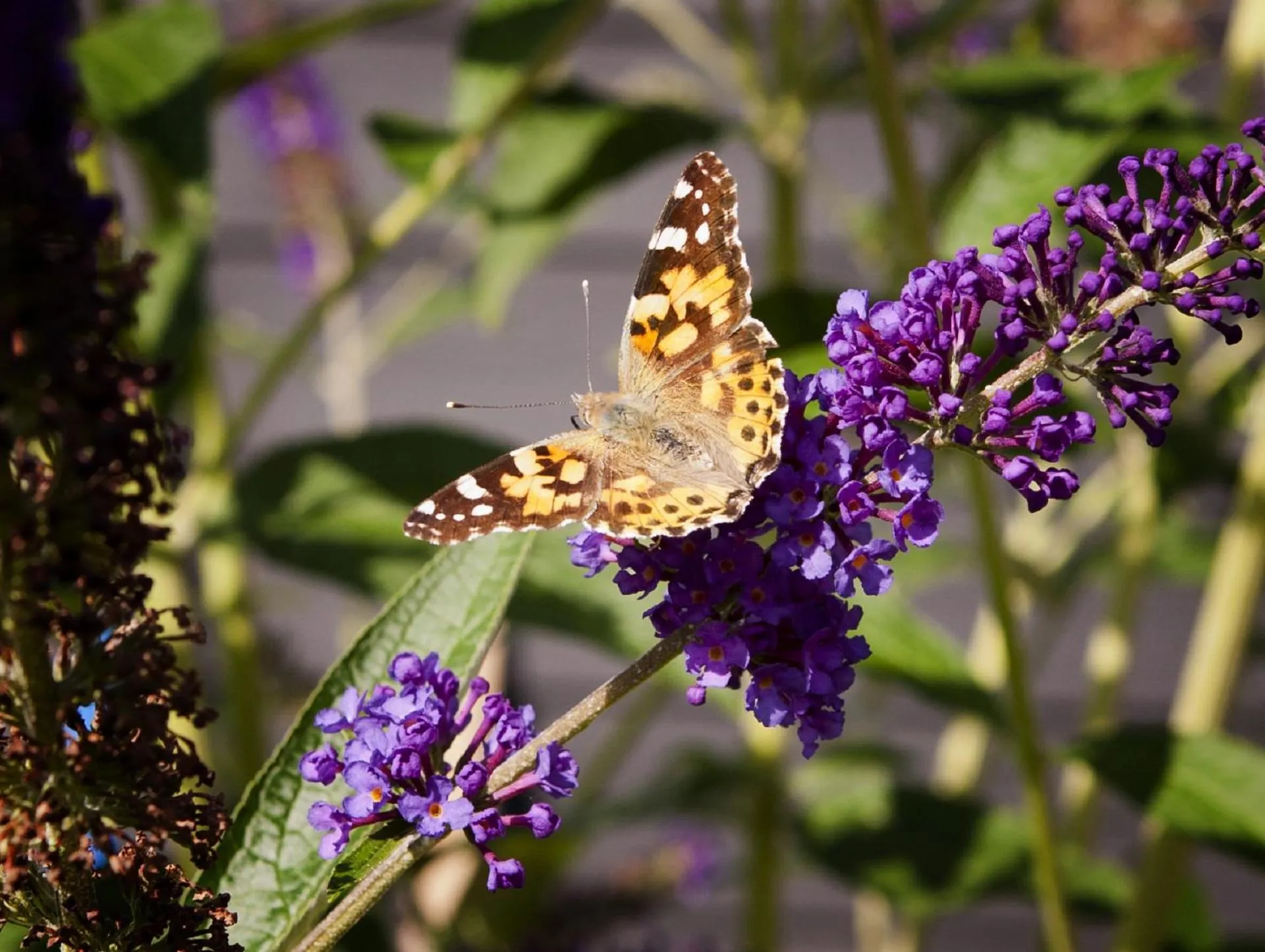 Garden in DreamZzz Boutique B&B Kaatsheuvel