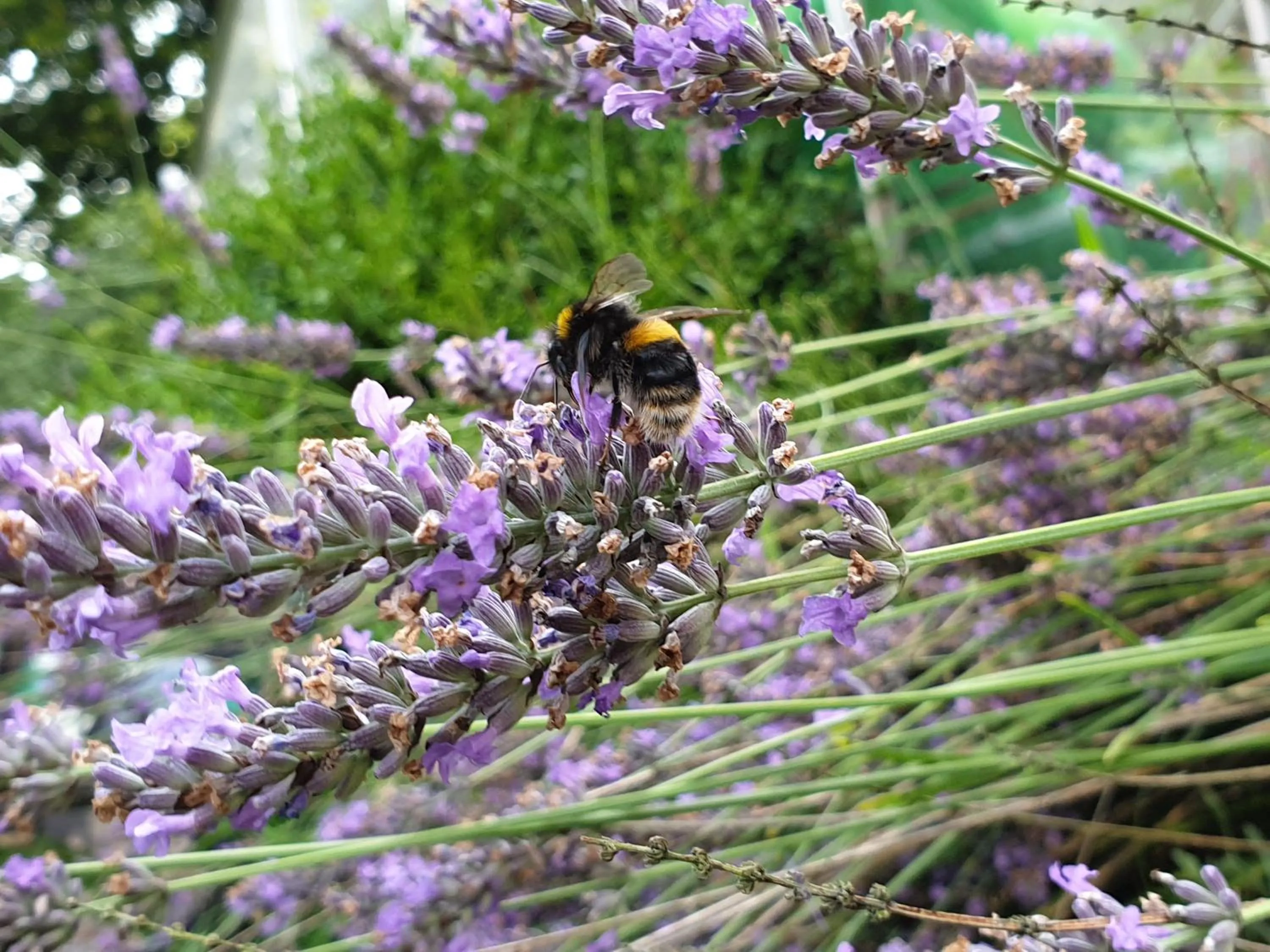 Garden in Copperbeech B&B