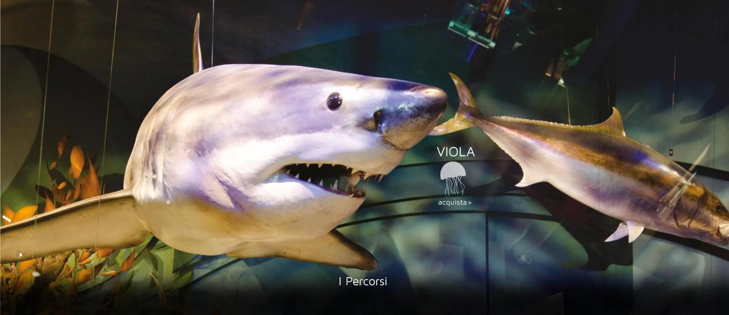 Aqua park in Residence Domus