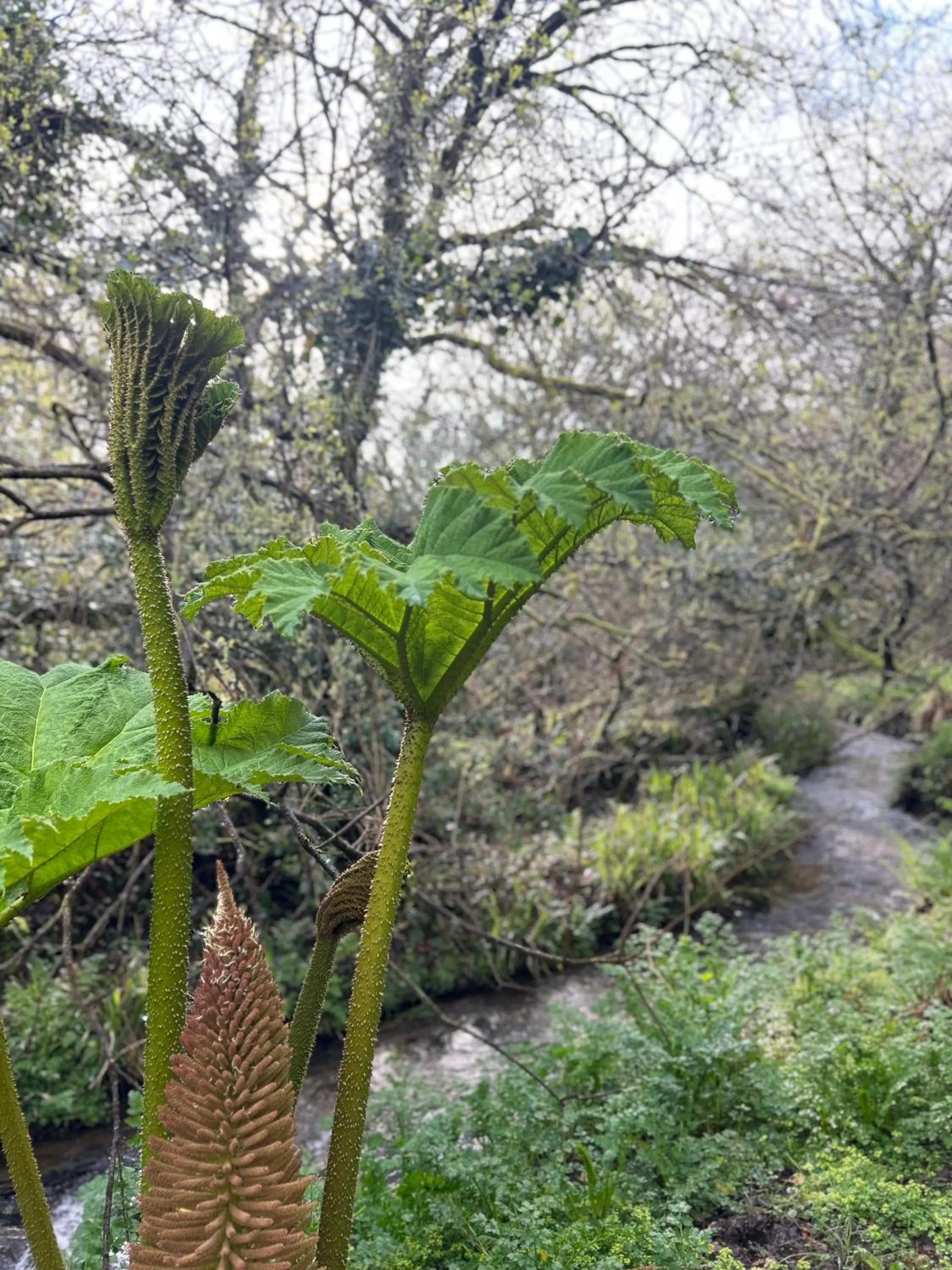 Spring in Trengilly Wartha Inn