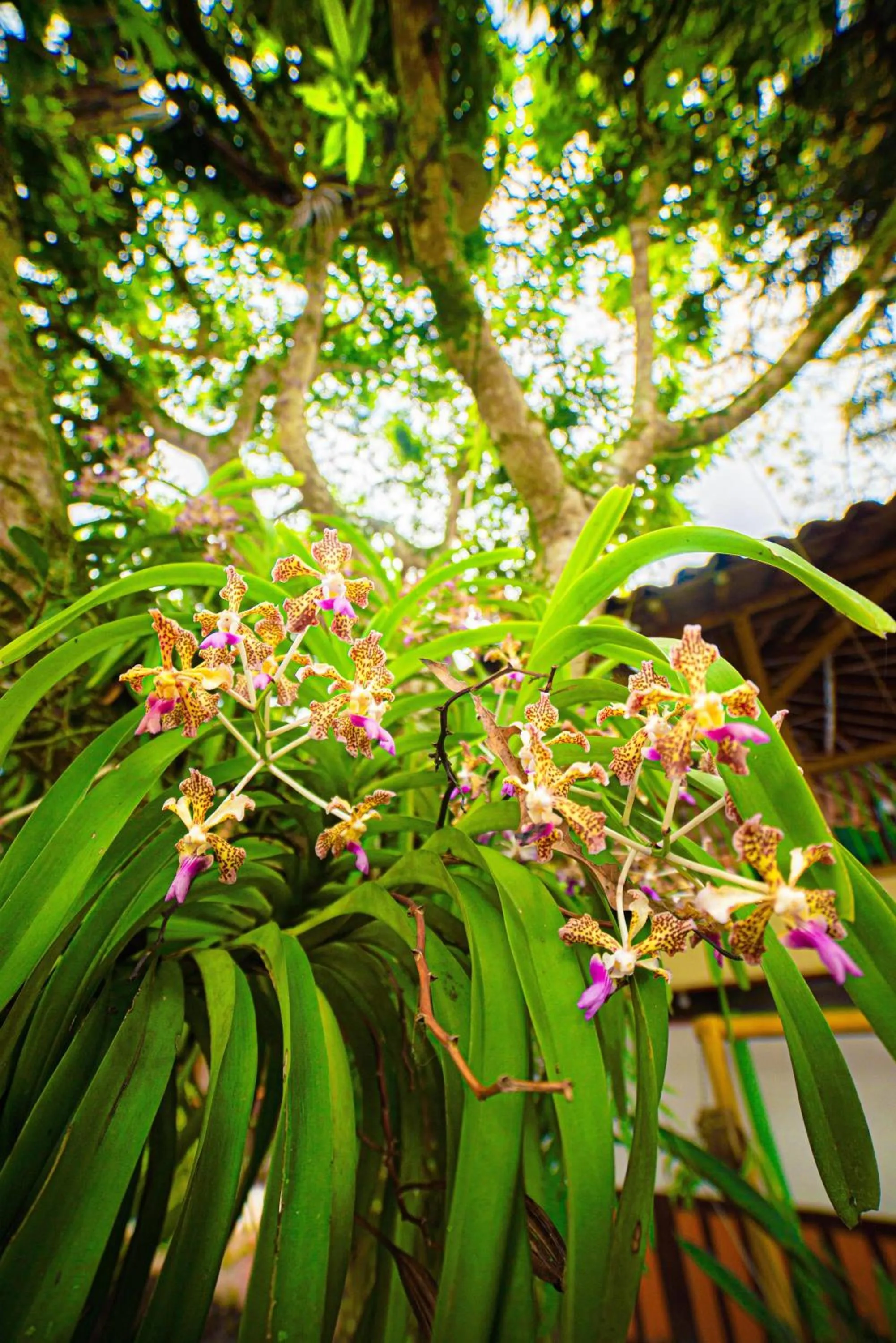 Natural landscape in Eco Hotel las Palmas