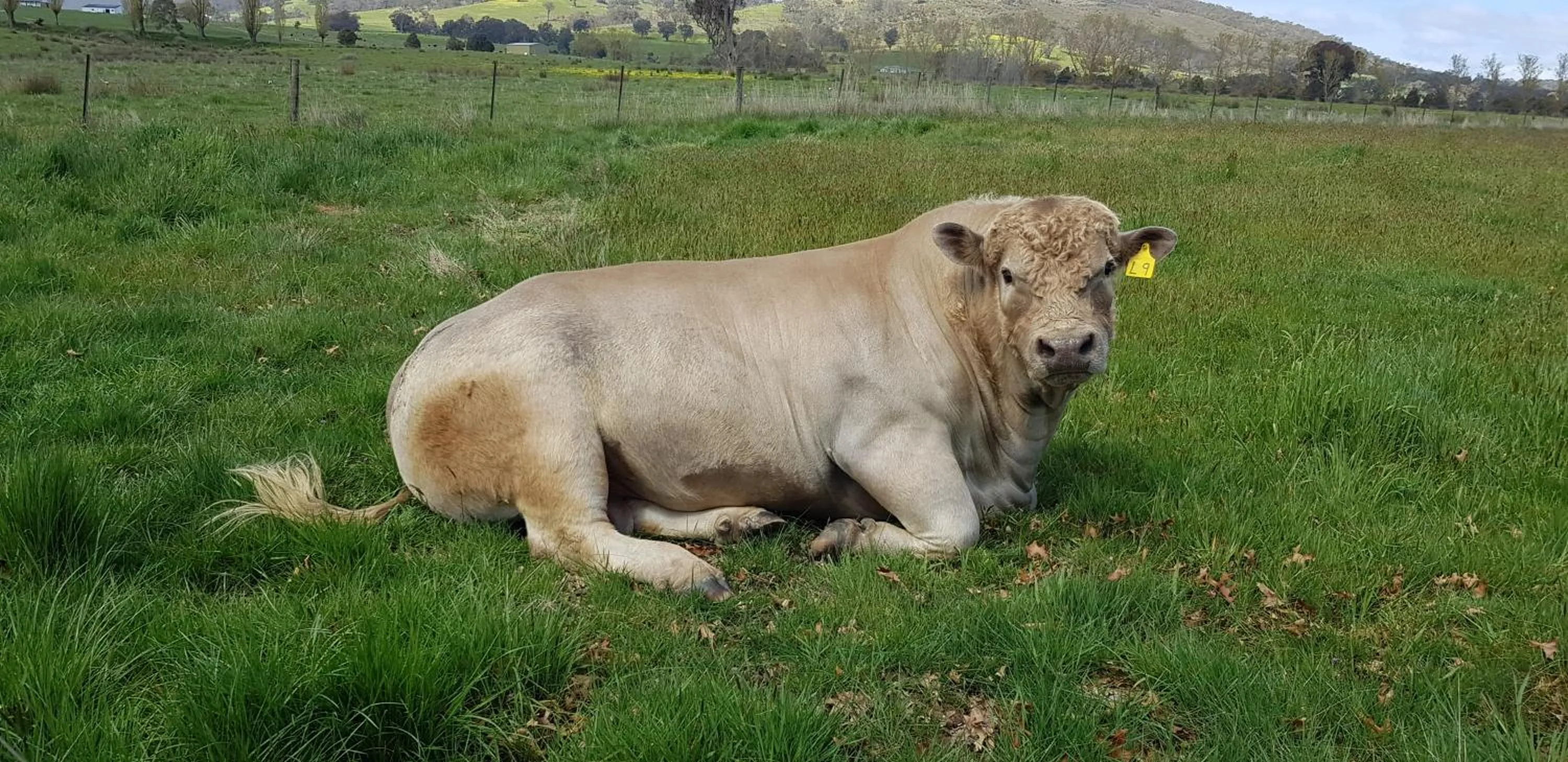 Animals in Altitude221