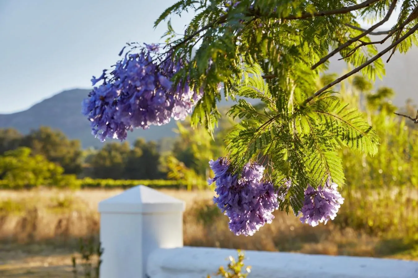 Blaauwklippen Manor by NEWMARK