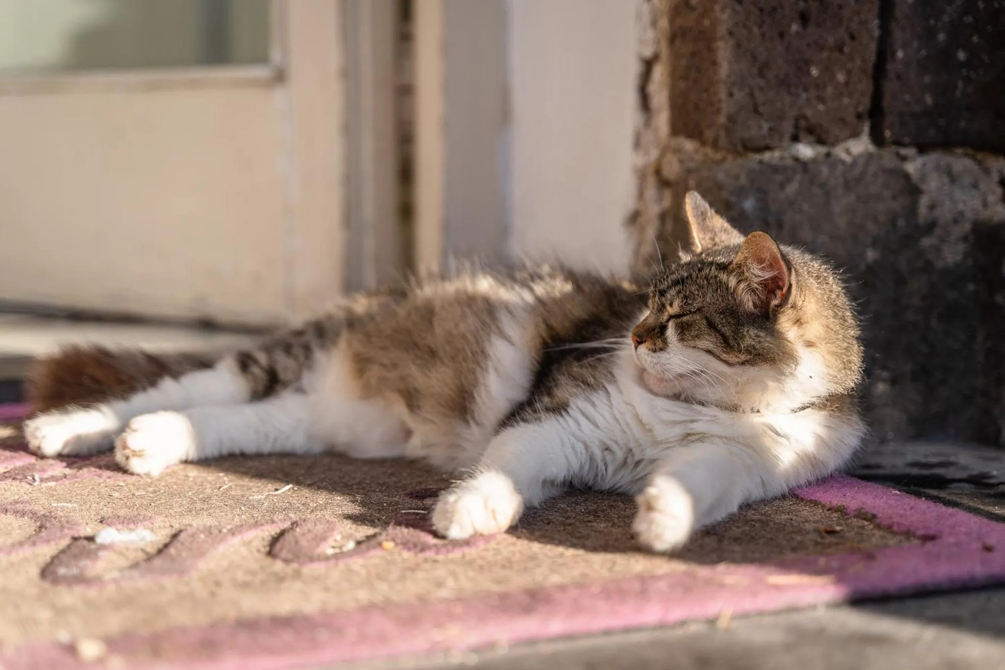 Pets in Villa Cinque Pini