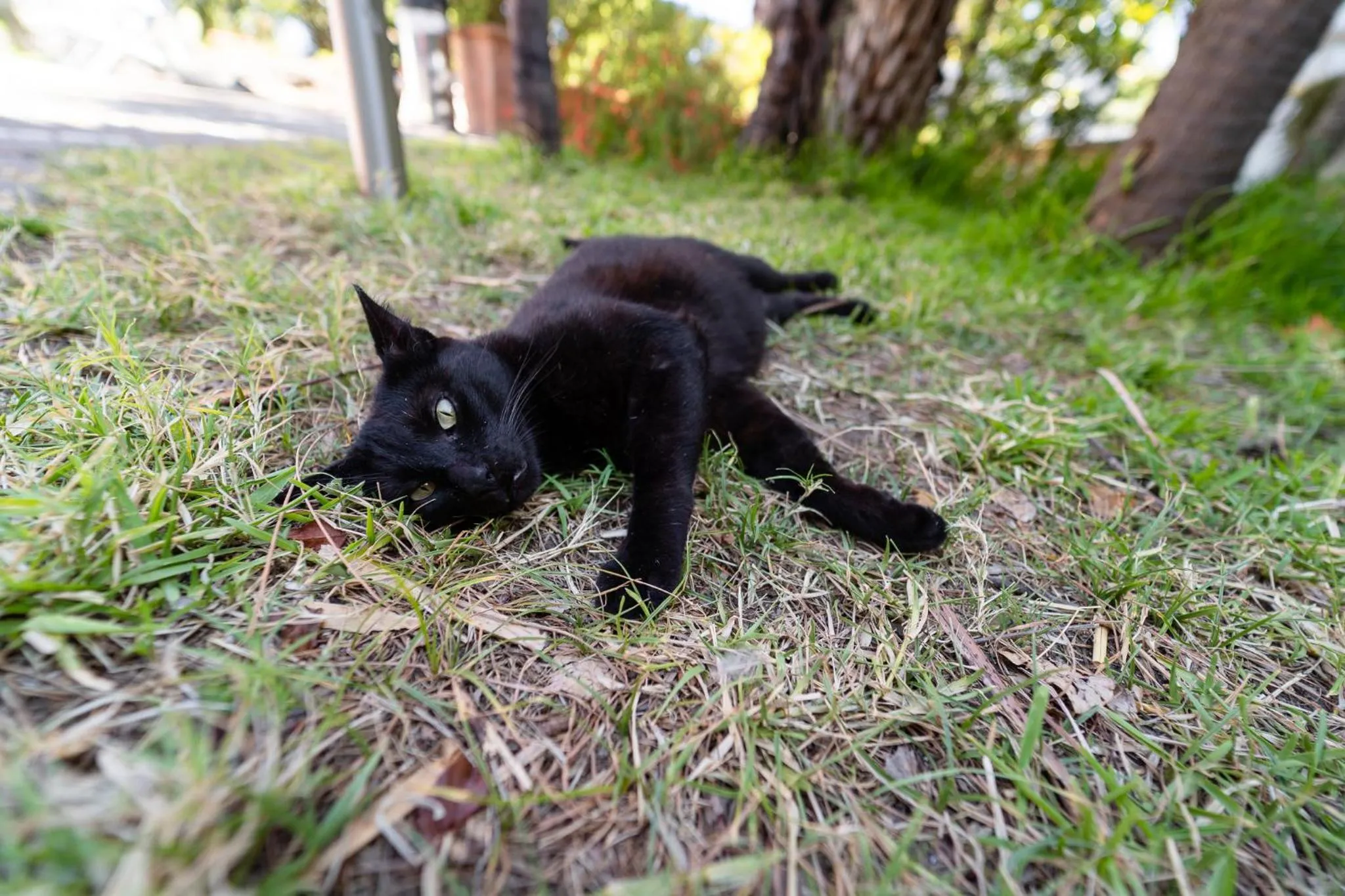Garden in Villa Cinque Pini