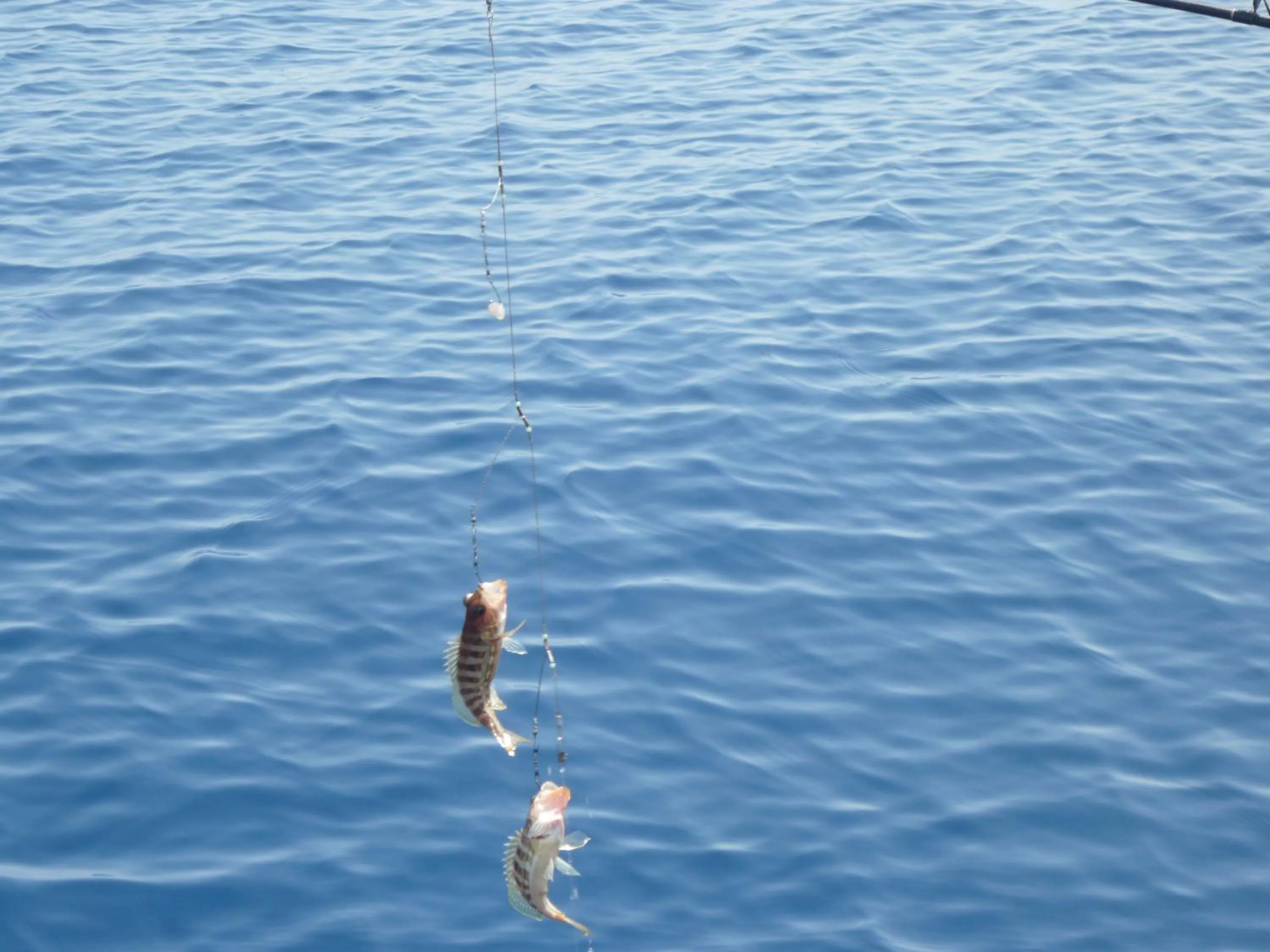 Fishing in Esperando