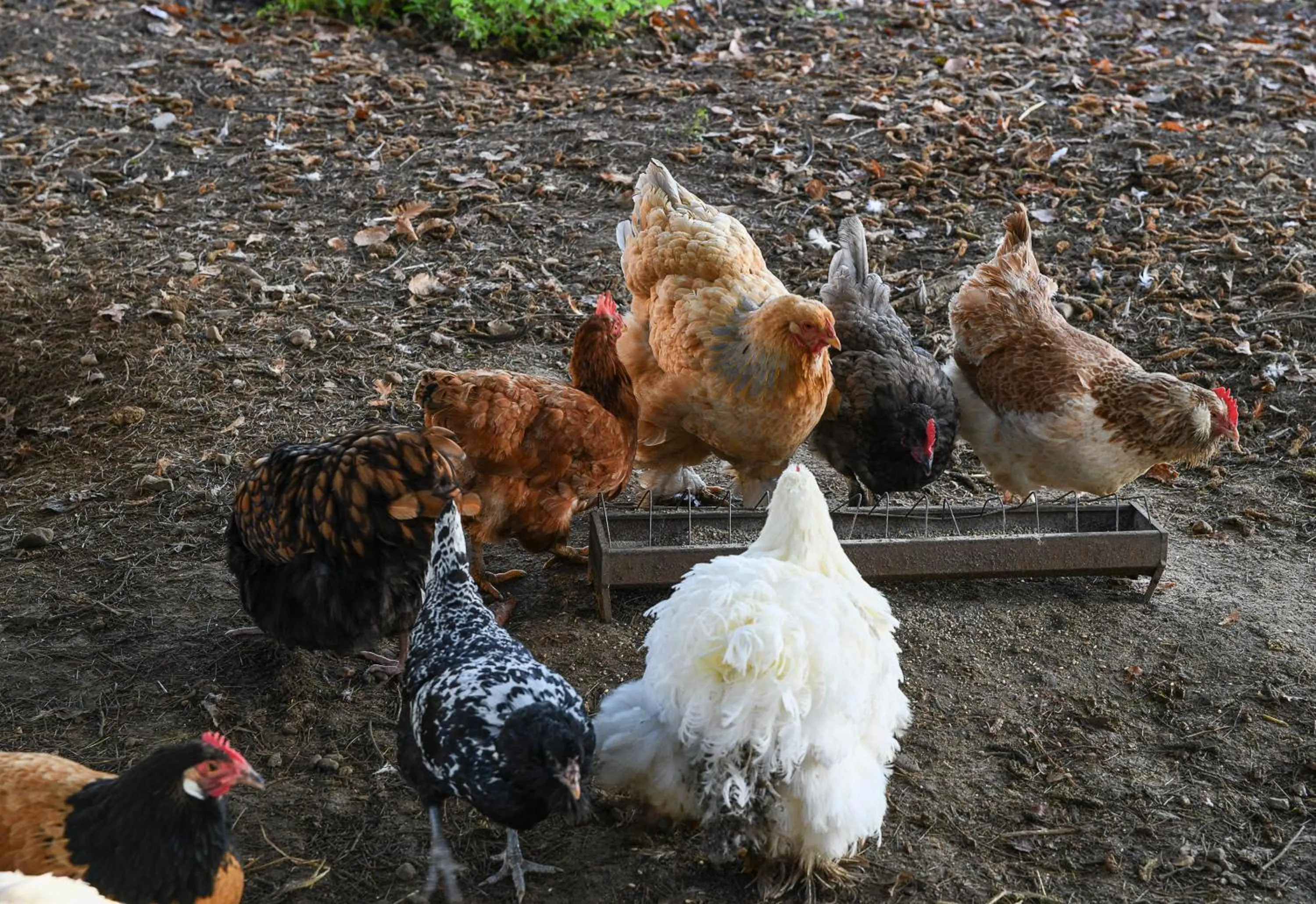 Animals in Les Villas du Domaine de Suzel