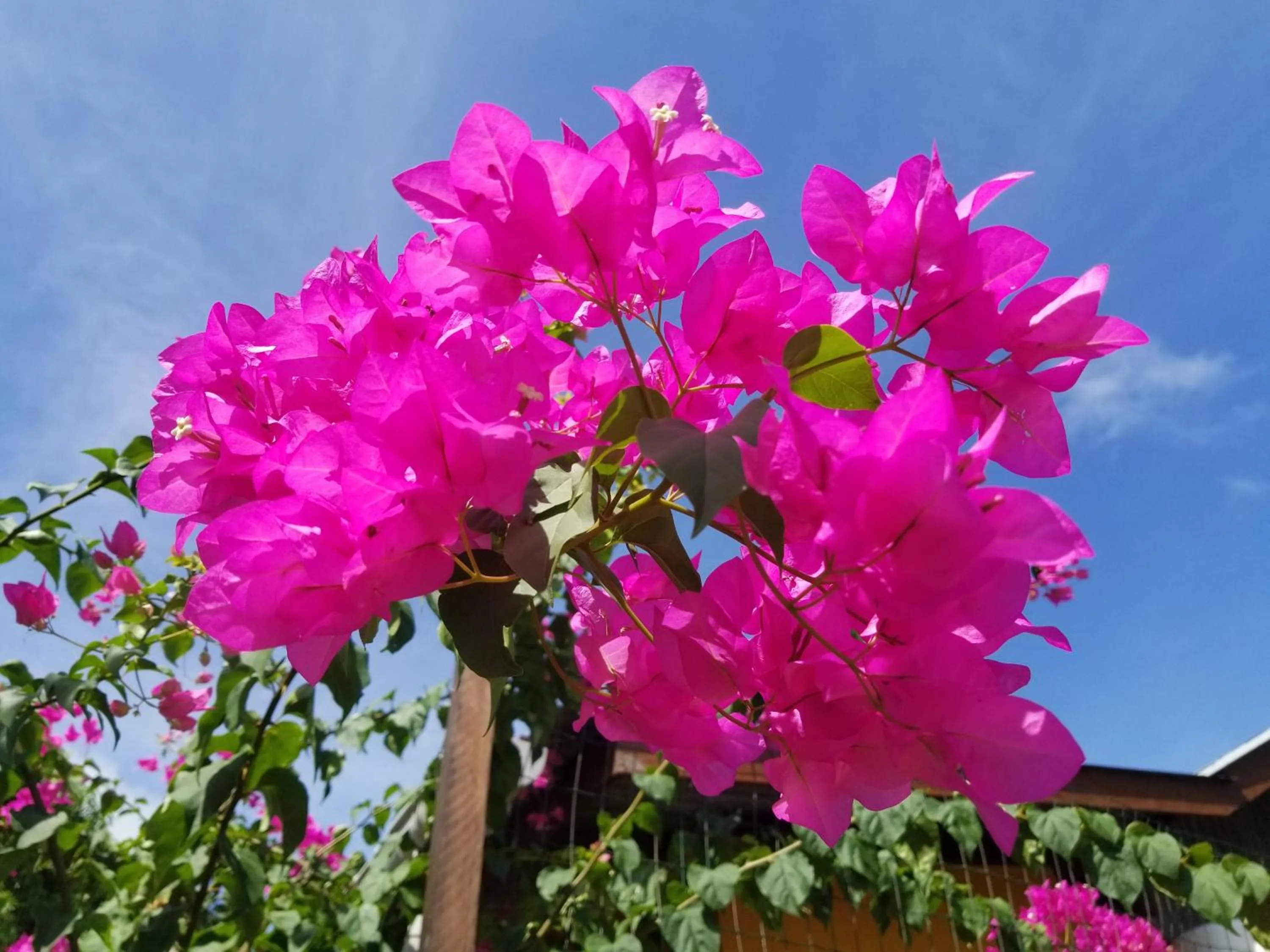 Garden view in Ma Chambre d’Hôte