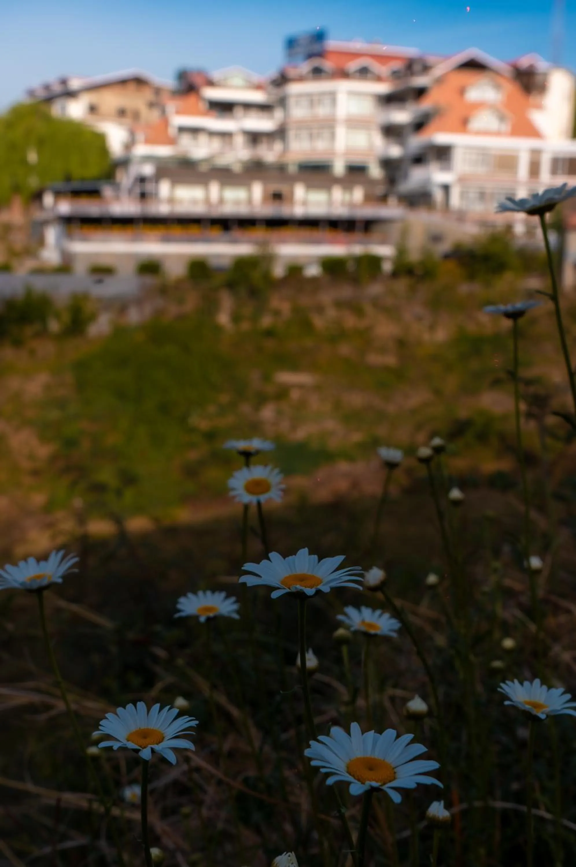 Natural landscape in Marigold Sarovar Portico Shimla