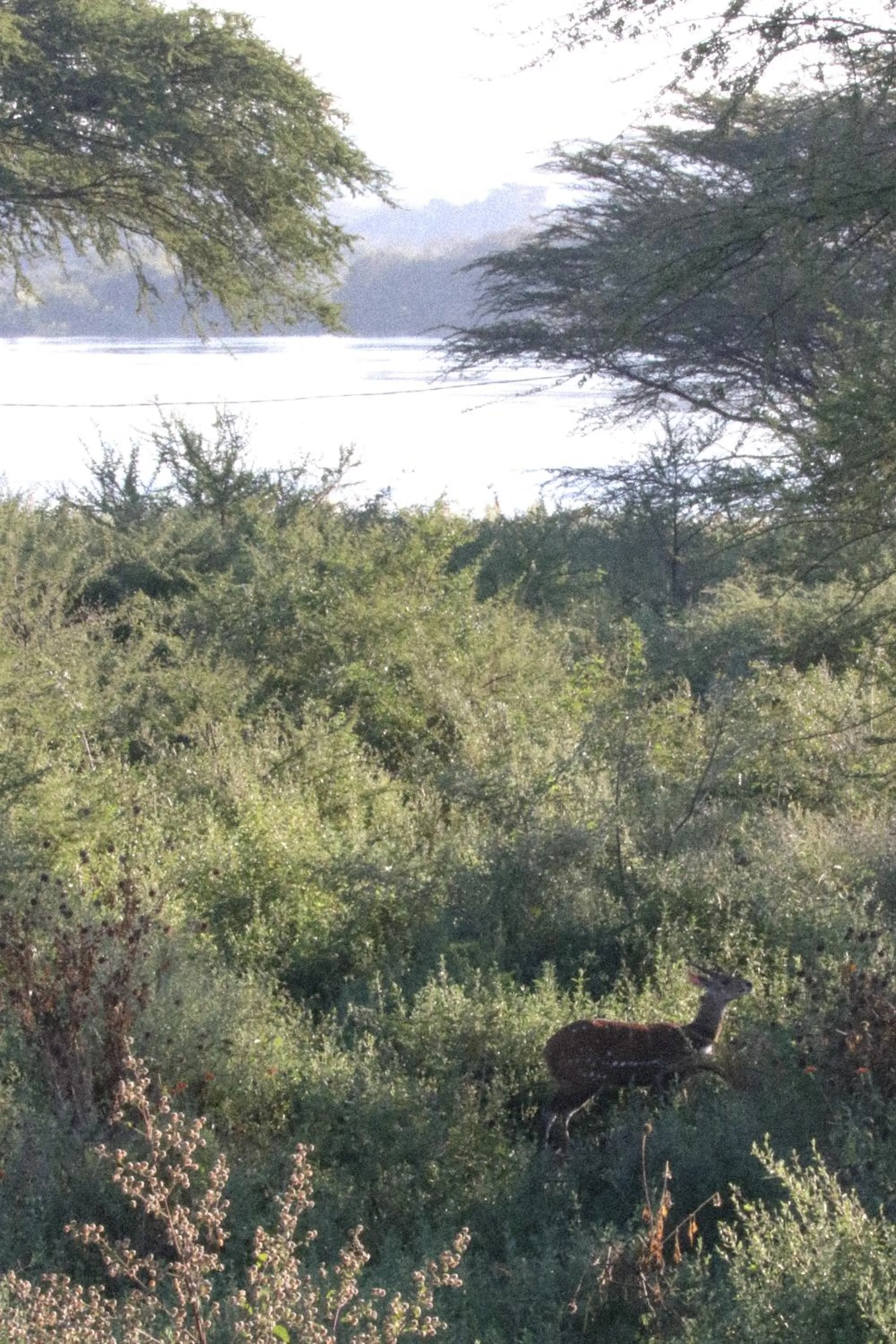 Natural landscape in Sunbirds Lodge Chobe