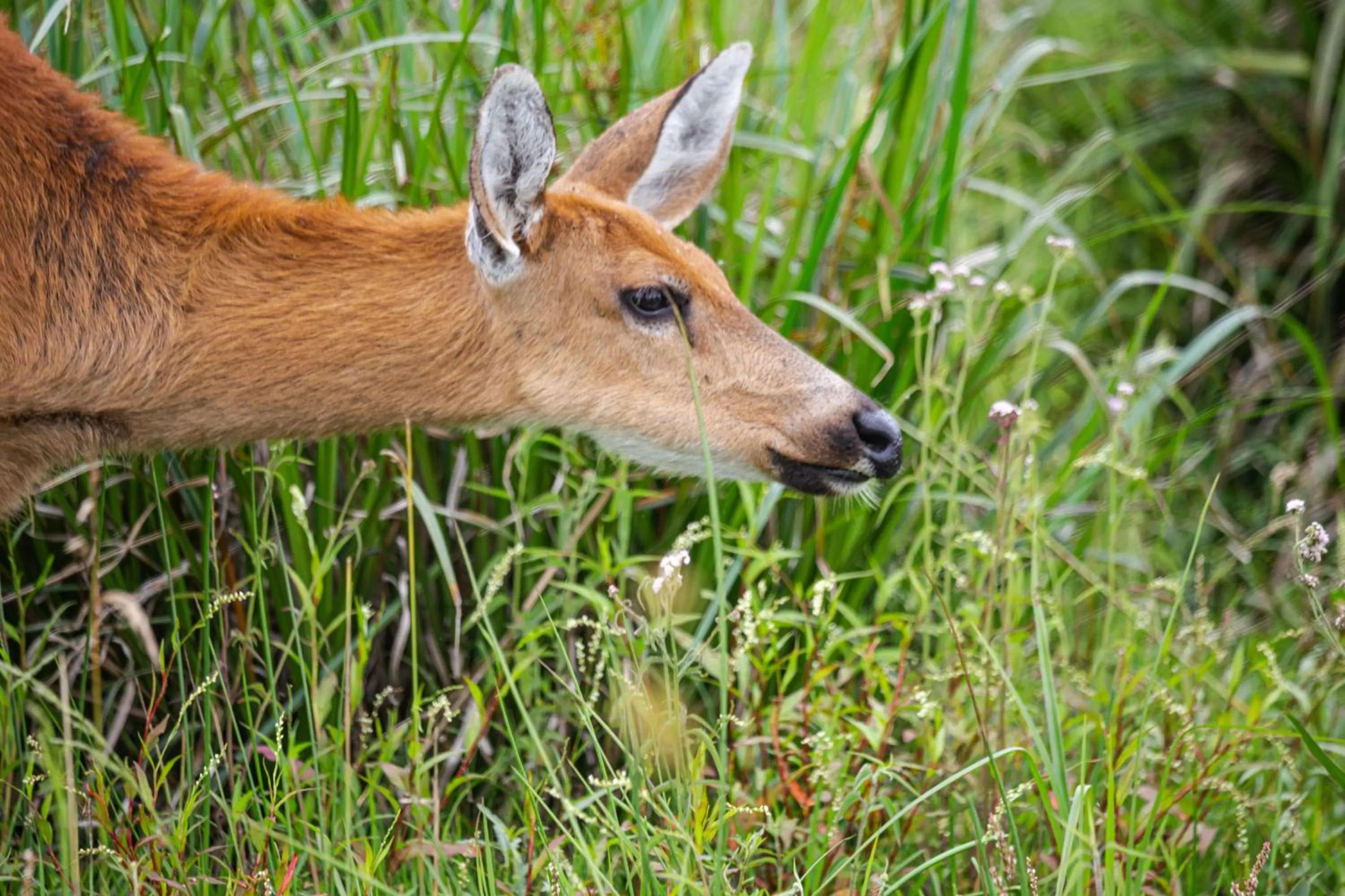 Animals in El Tránsito Hotel Boutique