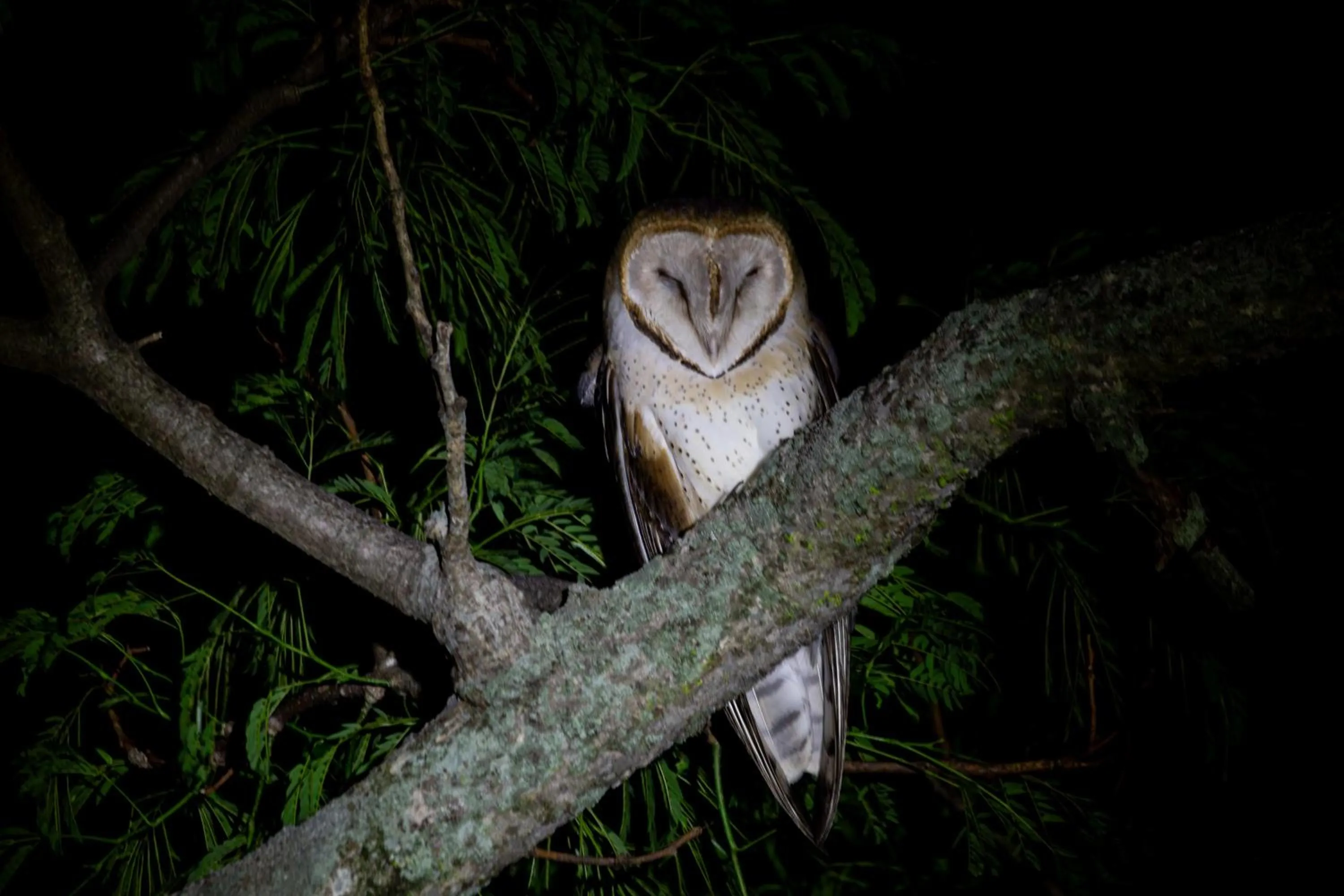 Animals in El Tránsito Hotel Boutique