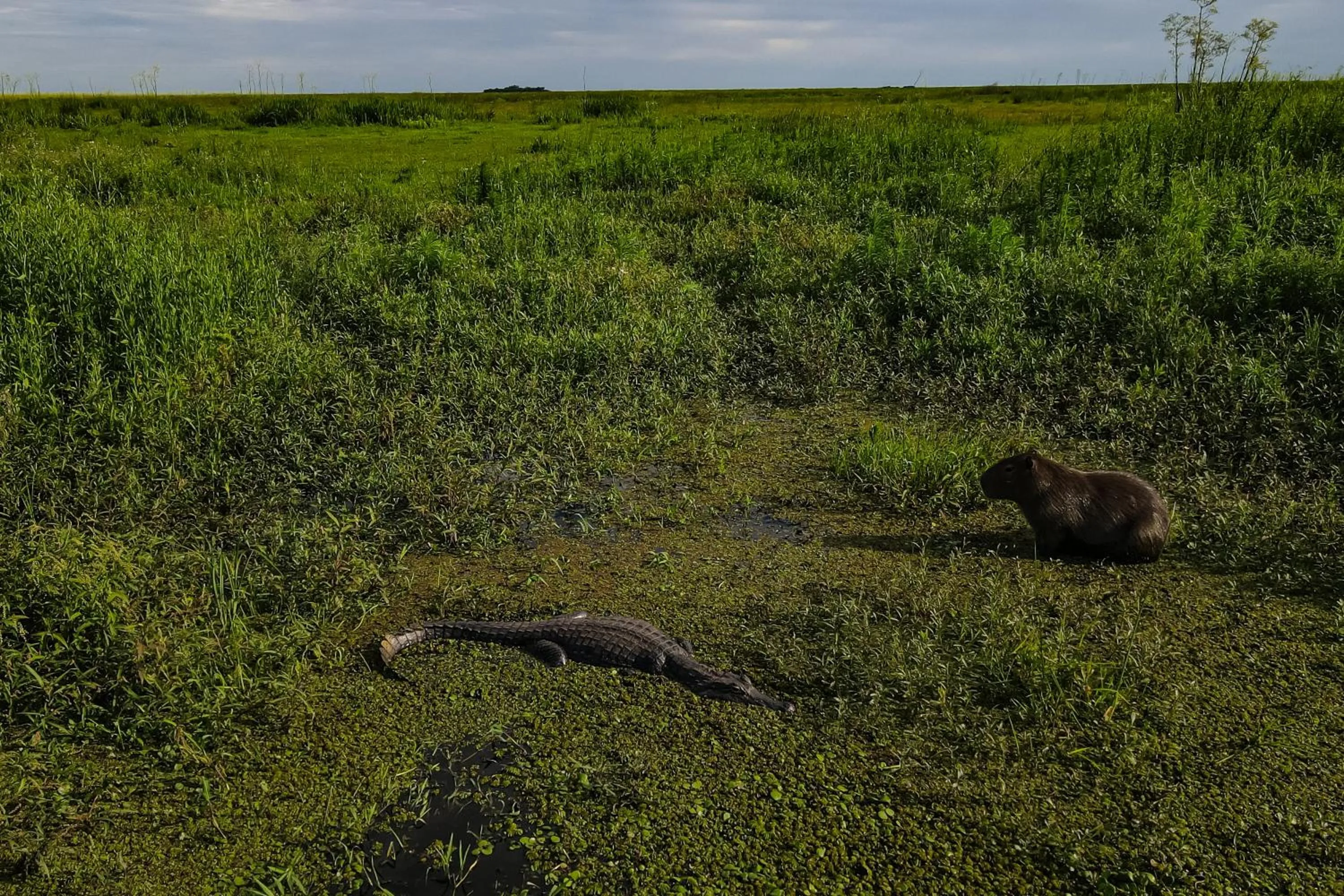 Animals in El Tránsito Hotel Boutique