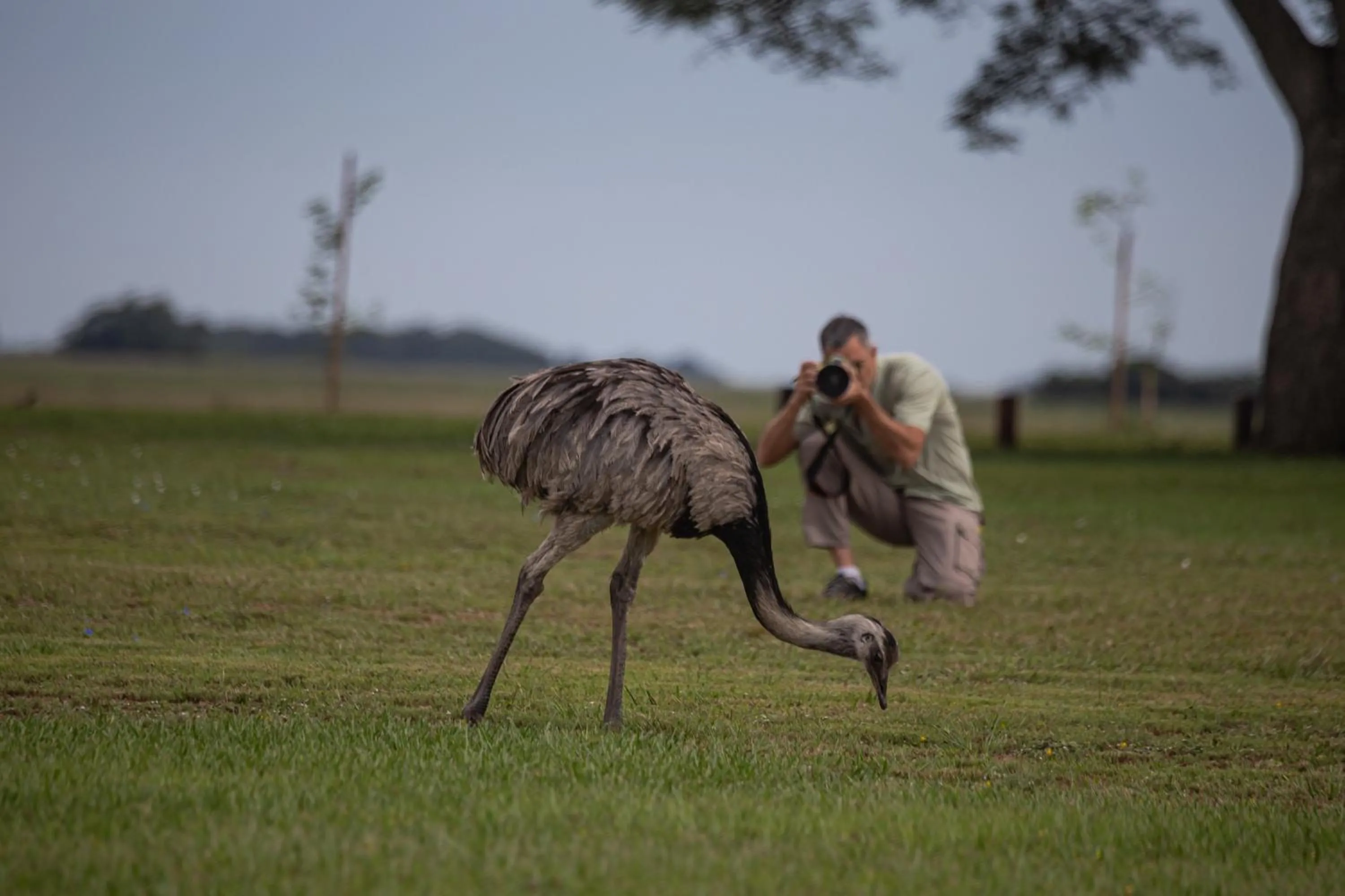Animals in El Tránsito Hotel Boutique
