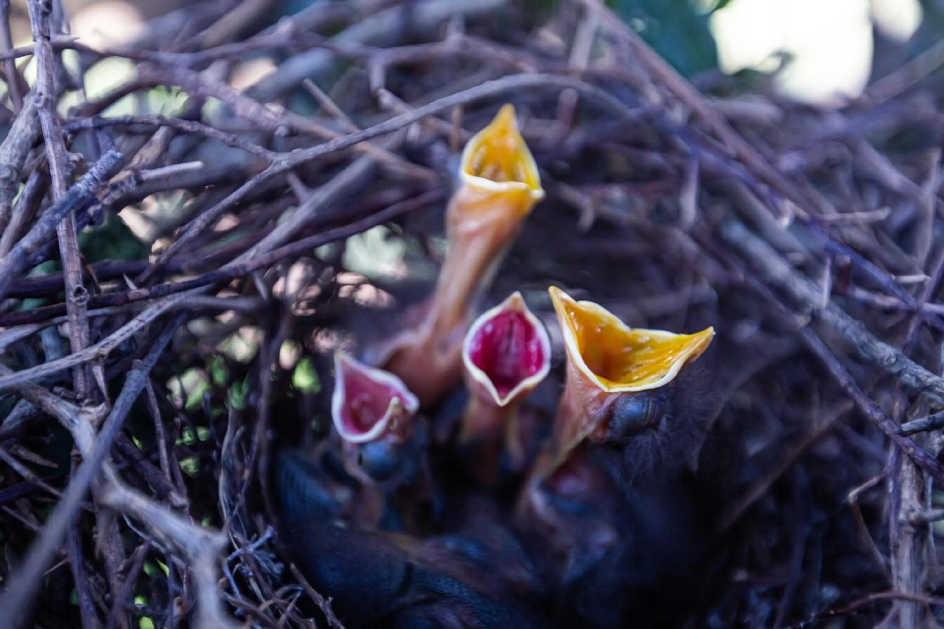 Animals in El Tránsito Hotel Boutique